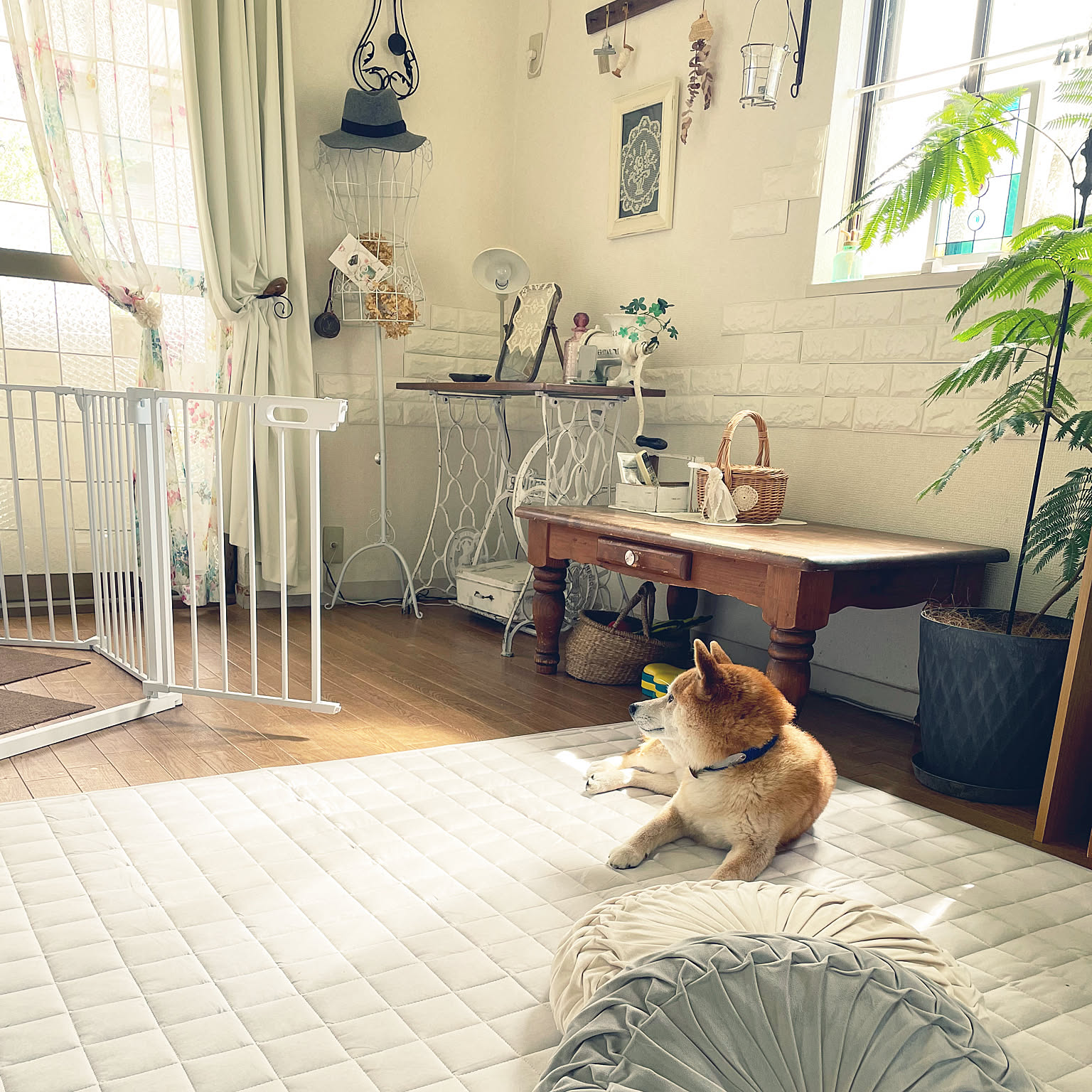 6a5b3d7afef7d495a5b0750ec88dc0