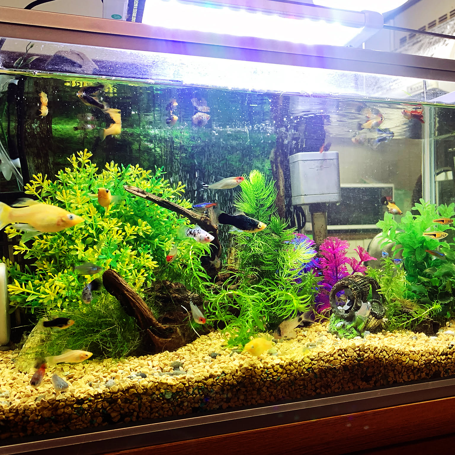 流木ディスプレイ/マツモ/熱帯魚/アクアリウム/ベッド周りなどの