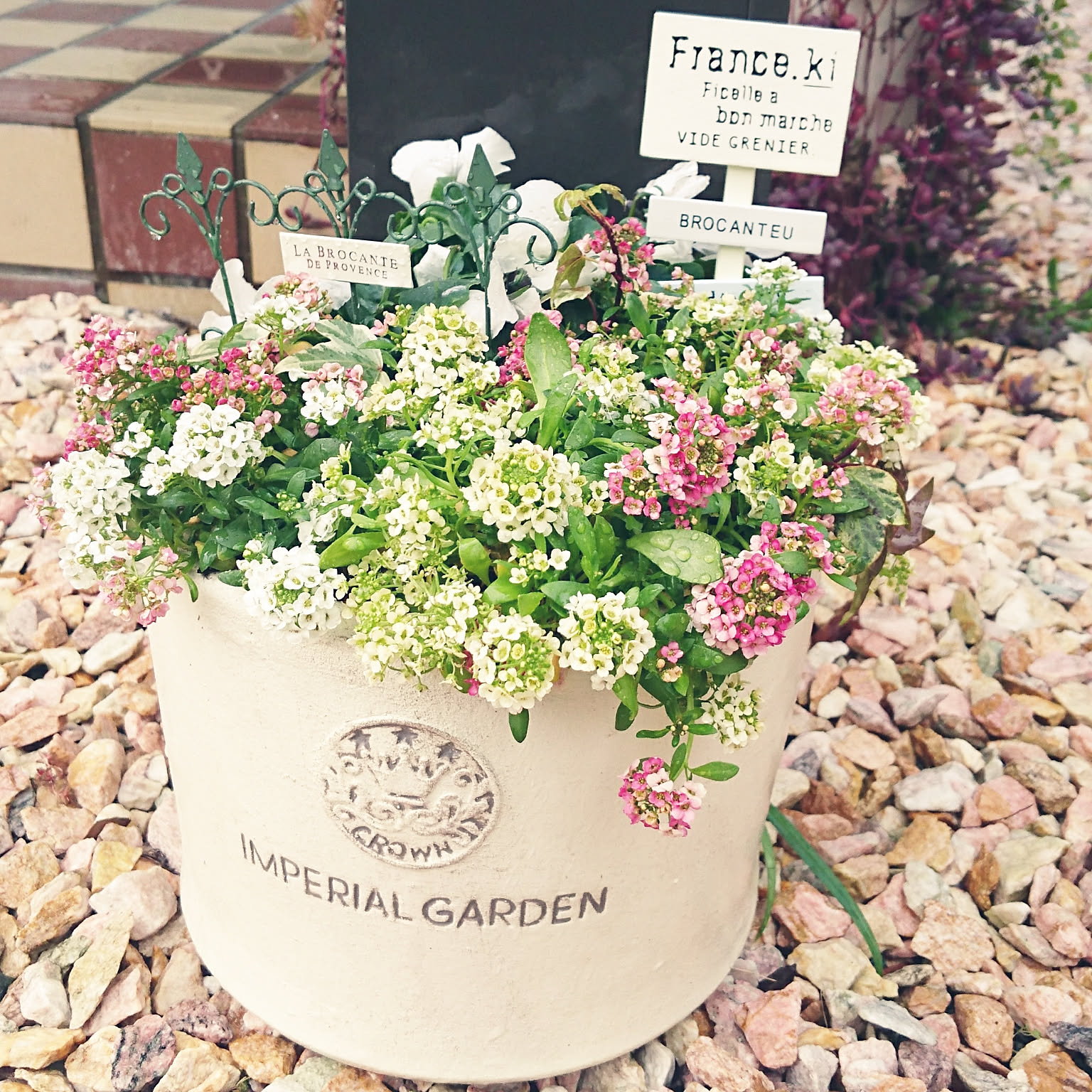 寄せ植え 白い鉢のおすすめ商品とおしゃれな実例 ｜ RoomClip（ルーム