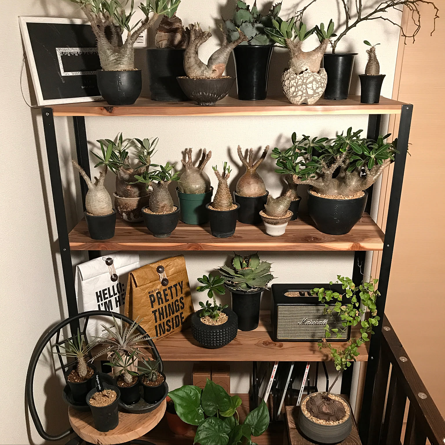 ダクトレール付！ 植物棚 アイアンシェルフ ボタニカルシェルフ アガベ