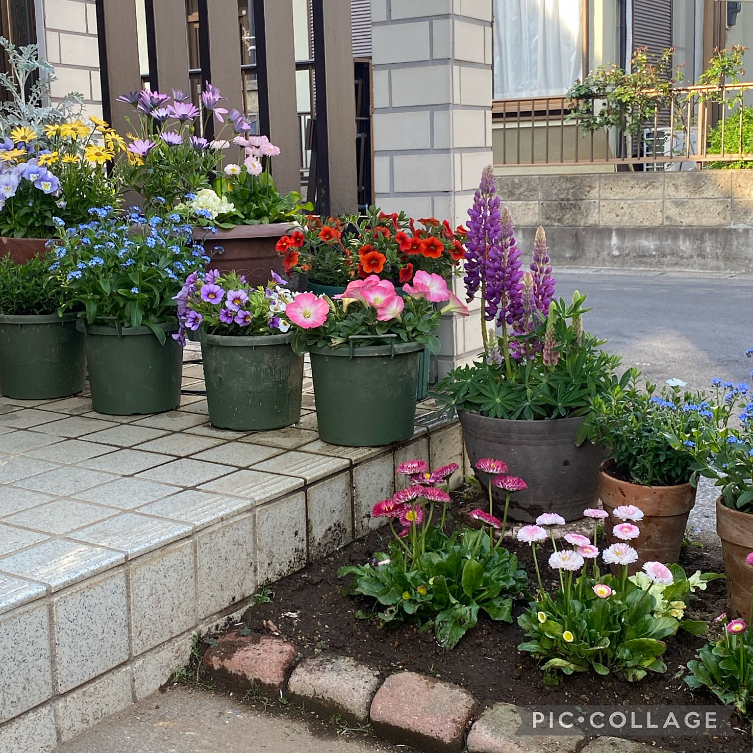 お庭の花達/お庭の花/お庭のある家/玄関前 ガーデニング/玄関前など