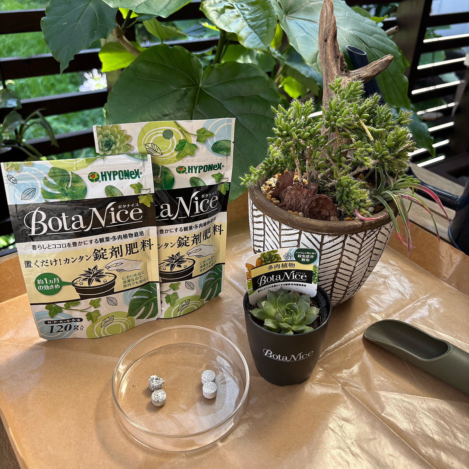 多肉植物 ヤマトヒメのおしゃれなアレンジ・飾り方のインテリア 多肉植物 ヤマトヒメのおしゃれなアレンジ・飾り方のインテリア