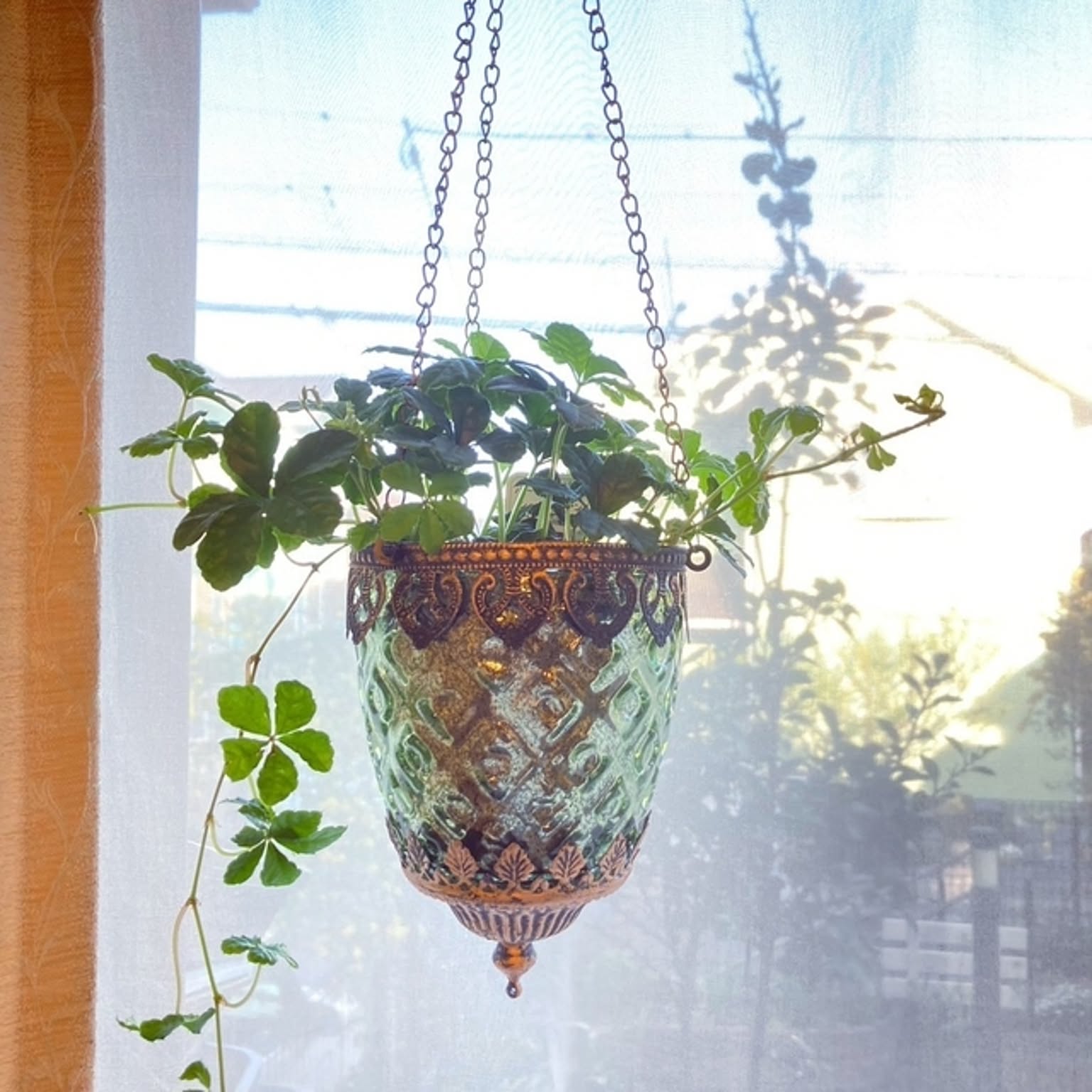 吊り下げ花瓶のおすすめ商品とおしゃれな実例 ｜ RoomClip（ルーム