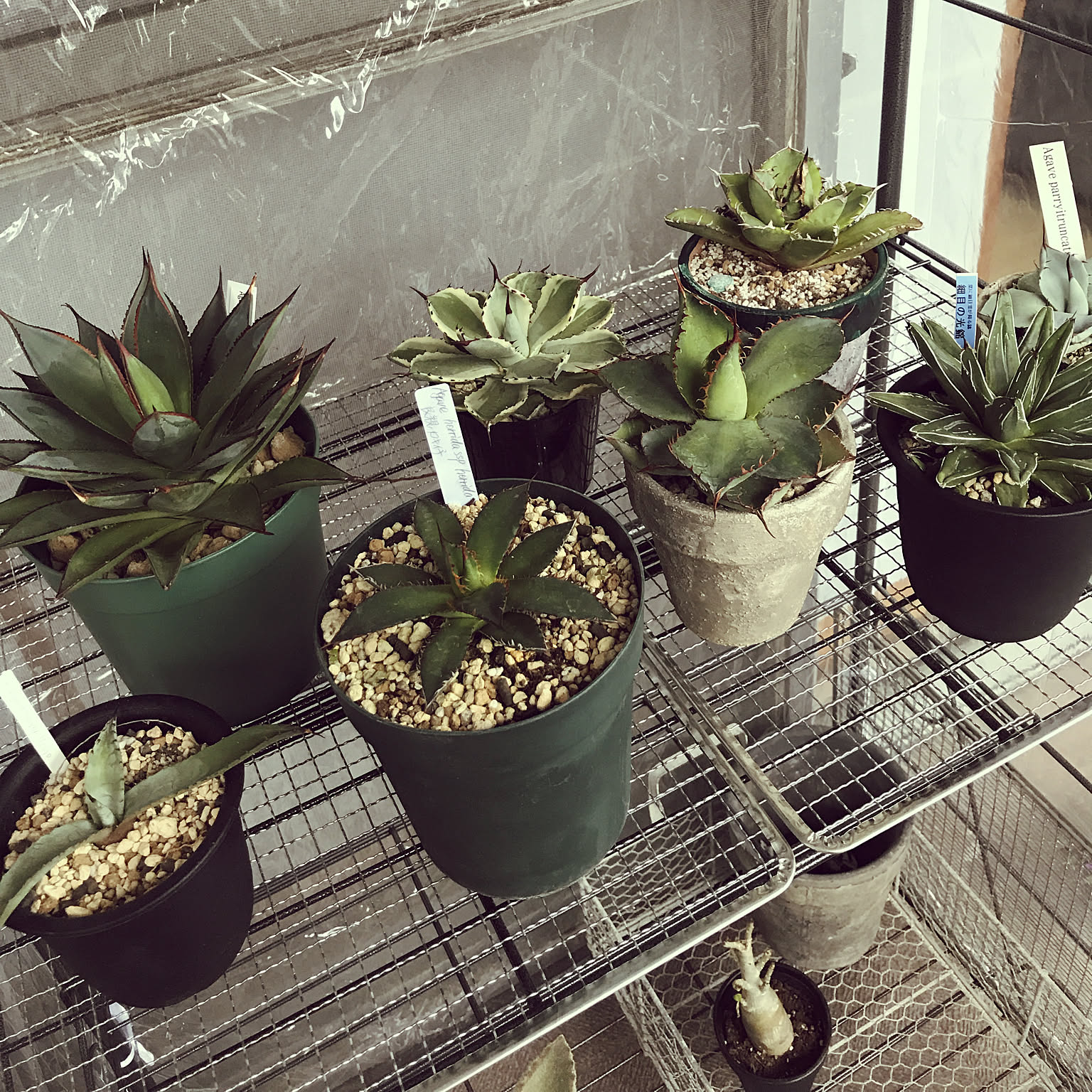 玄関/入り口/アガベ/グリーンのある暮らし/ベランダガーデン/多肉植物