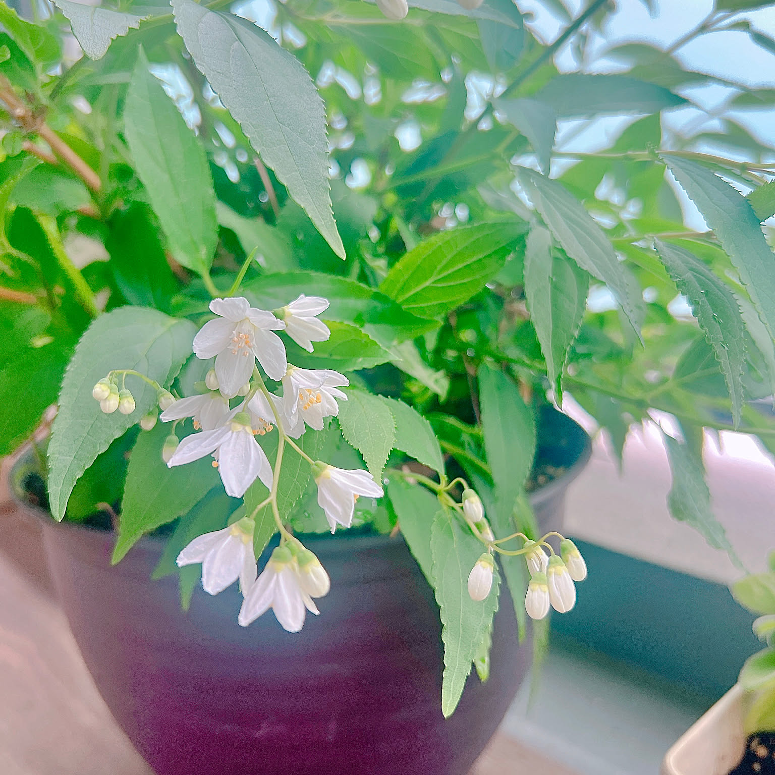 鉢植え 白い花のおすすめ商品とおしゃれな実例 ｜ RoomClip（ルーム