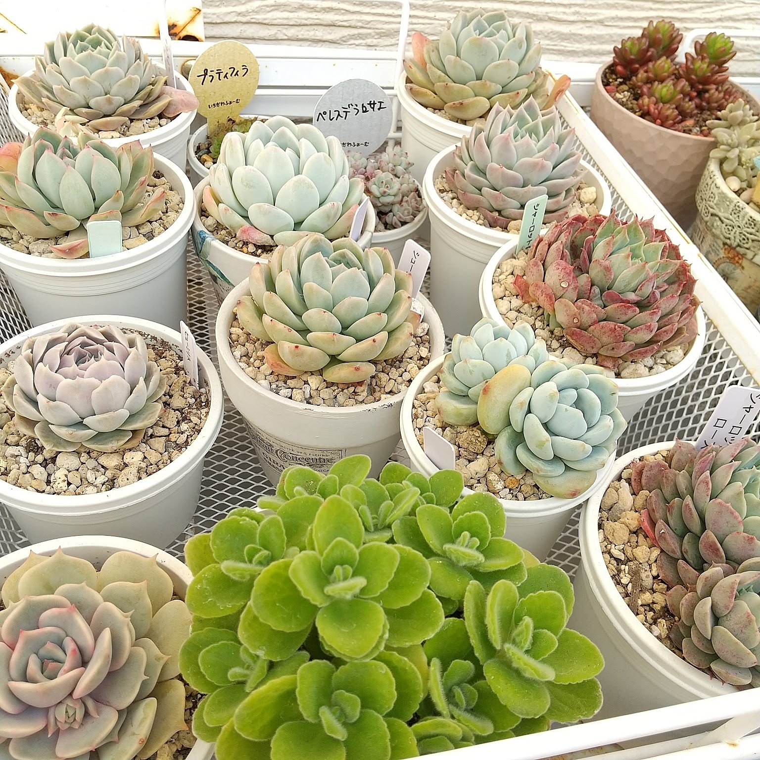 多肉棚 多肉植物増やすぞ！のインテリア実例 ｜ RoomClip（ルーム