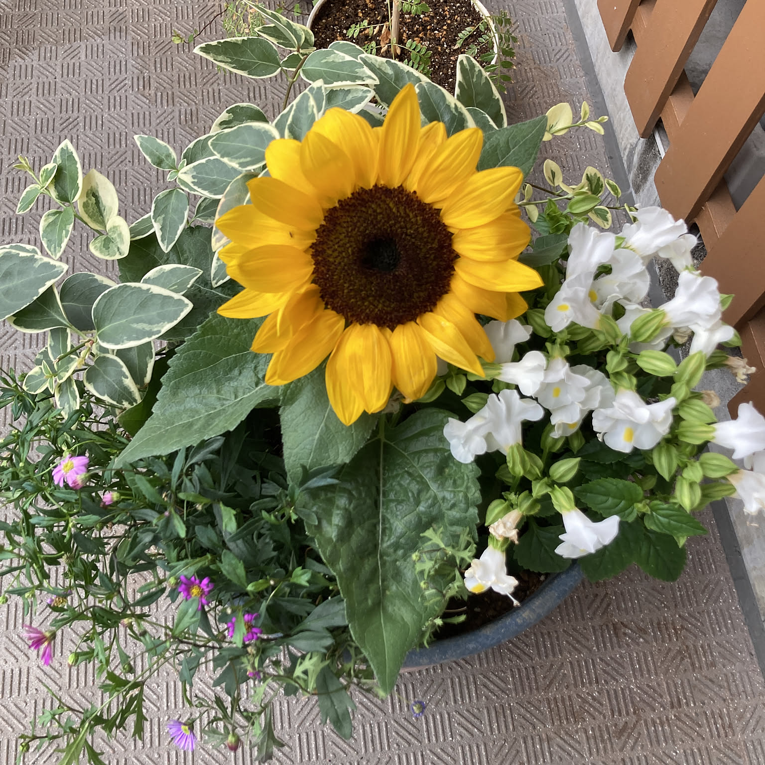 72e1db142e9f0279101d1b372d6bd1