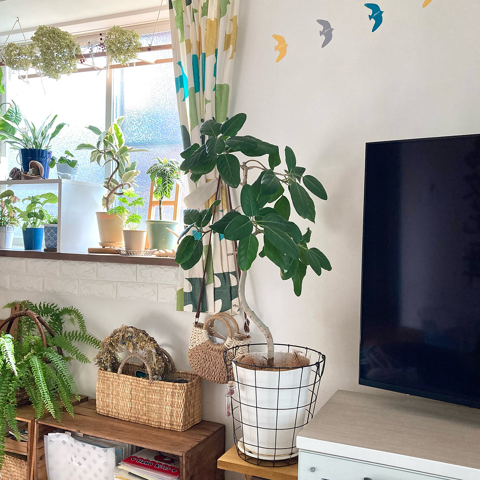 フィカス 幹柄おしゃれな ベンガレンシス 空間 インテリア 緑 おしゃれ