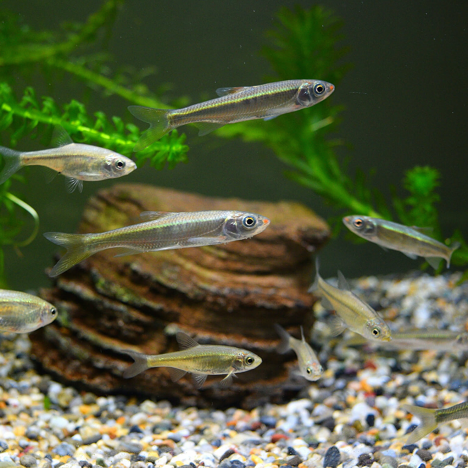 渓流魚剥製　岩魚の流木台座付 渓流魚剥製岩魚の流木台座付