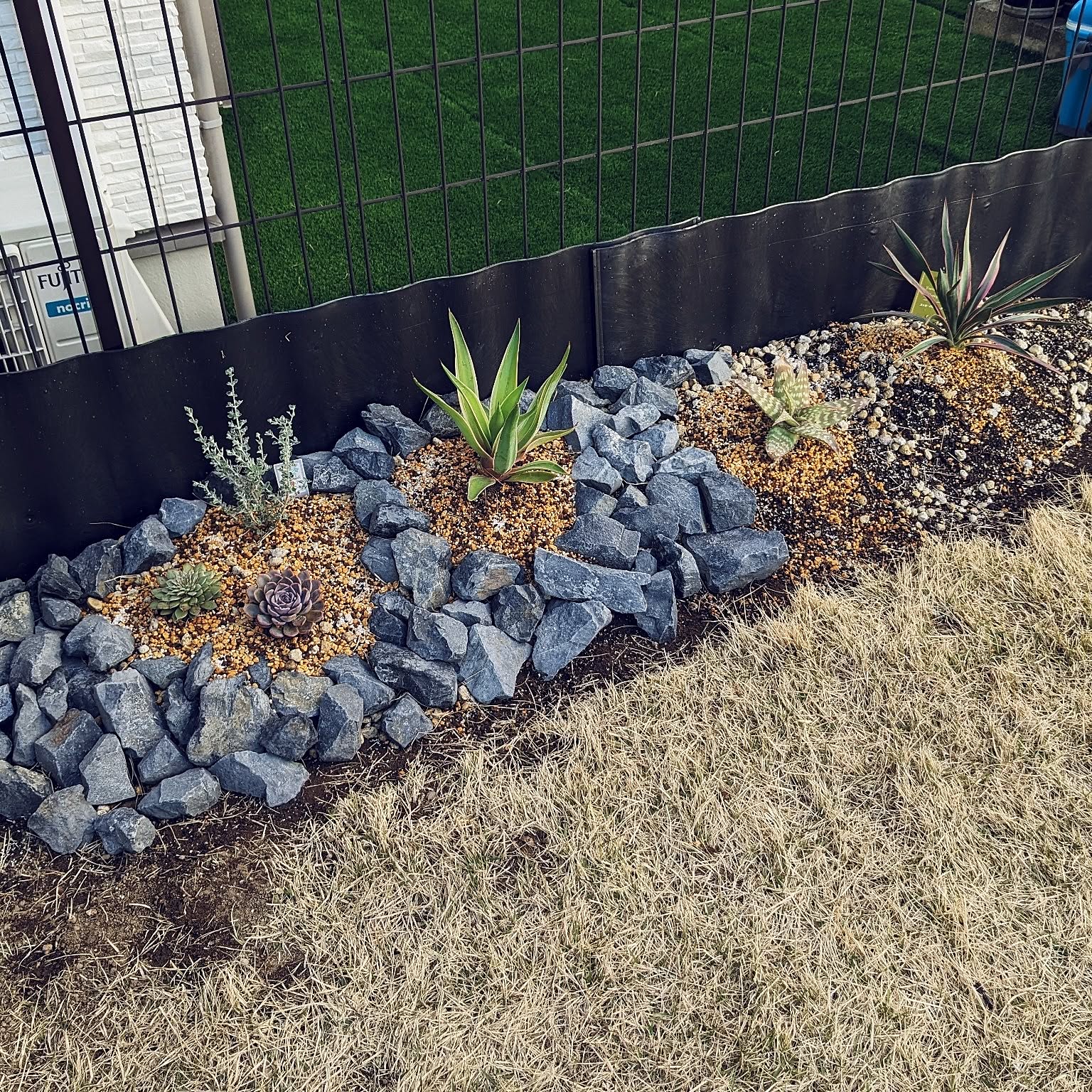 アガベベネズエラ アガベ 5年もの 植物好き ロックガーデン アガベ