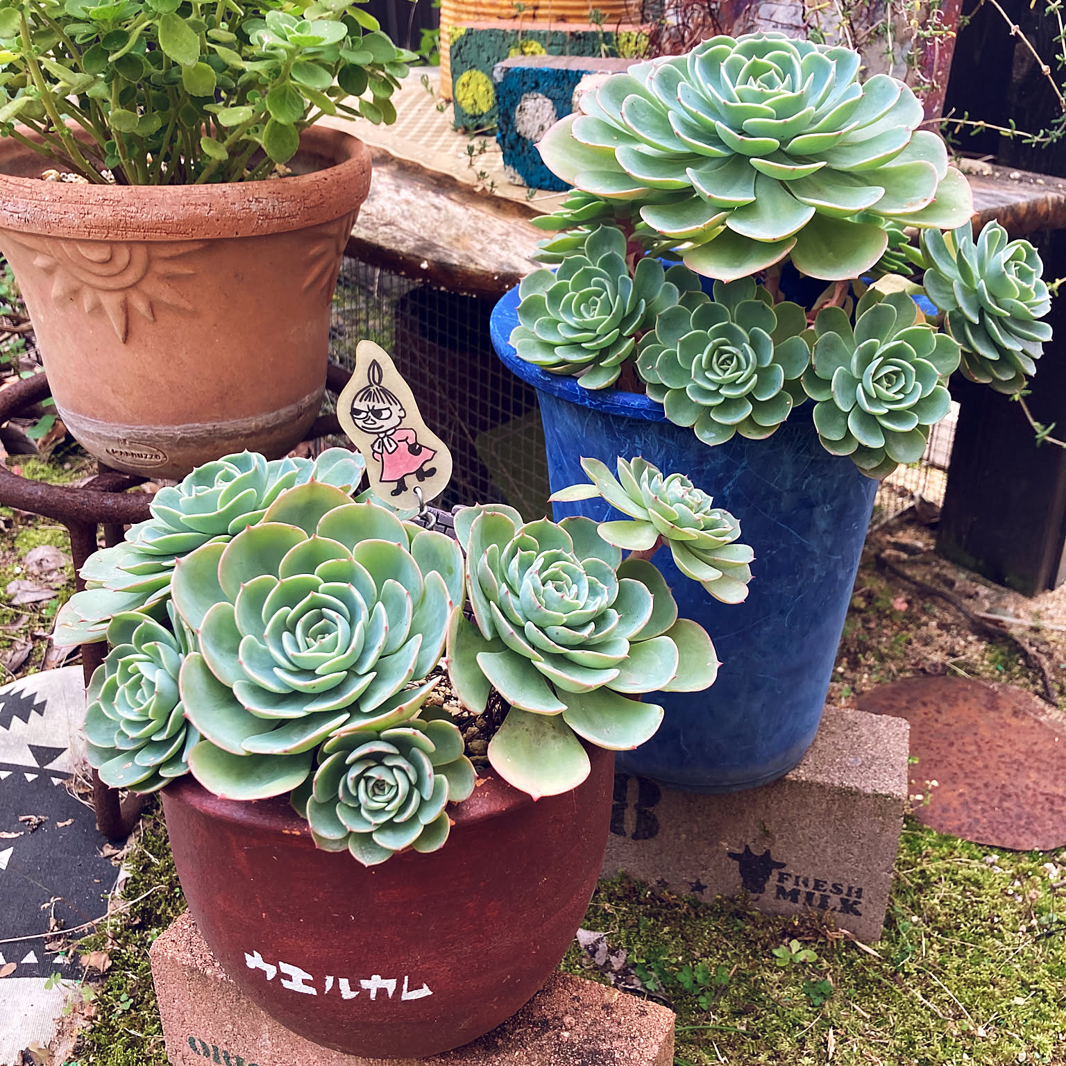 七福神　多肉　① DSCF9934-e1496282448471-1-