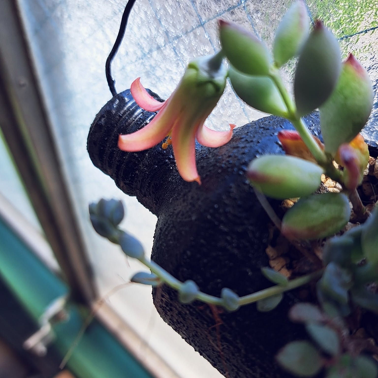 多肉植物のある暮らし ペンデンスの花のインテリア実例 ｜ RoomClip