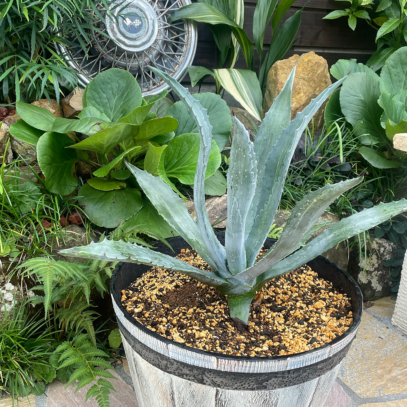 巨大アガベ　アメリカーナ♥️ドライガーデン アガベ アメリカーナ アガベアメリカーナ 超巨大高さ2m ドライ