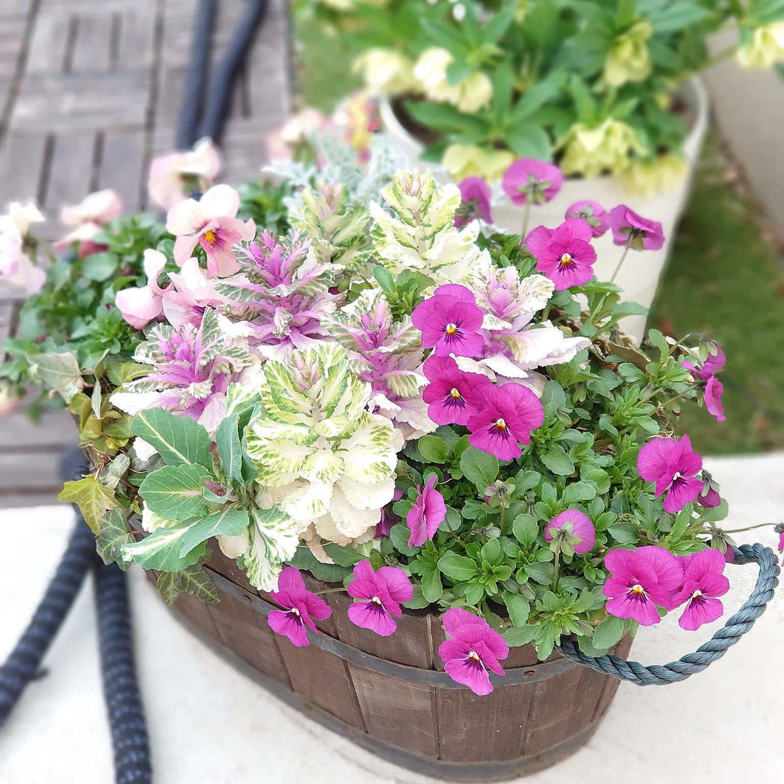 Kaorin　クリスマスローズ 葉牡丹 千両 クロッカス Kaorin様専用 クリスマスローズ 葉牡丹 千両 クロッカス