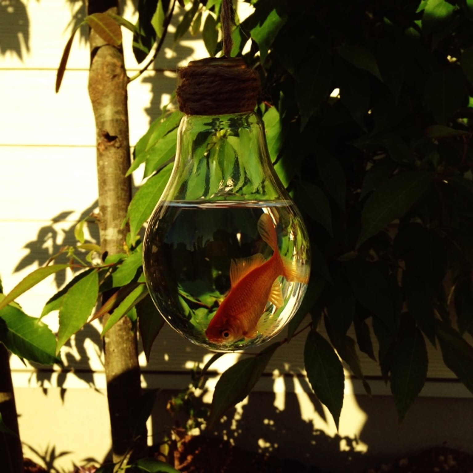 ミニ金魚鉢のおすすめ商品とおしゃれな実例 ｜ RoomClip（ルーム