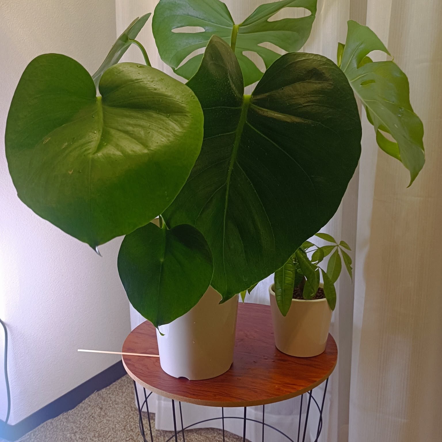 パステル植木鉢♡ハート飾り確認 【公式通販】