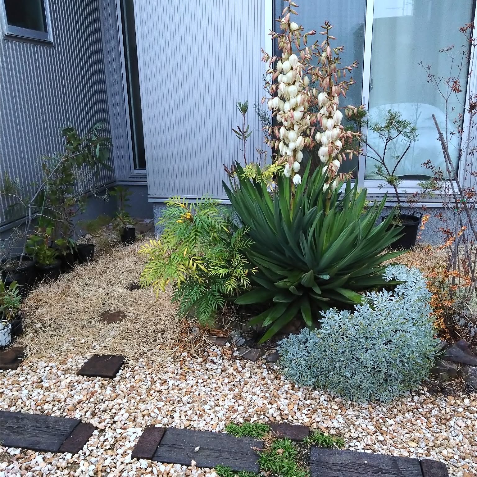 アツバキミガヨランのインテリア実例 ｜ RoomClip（ルームクリップ）