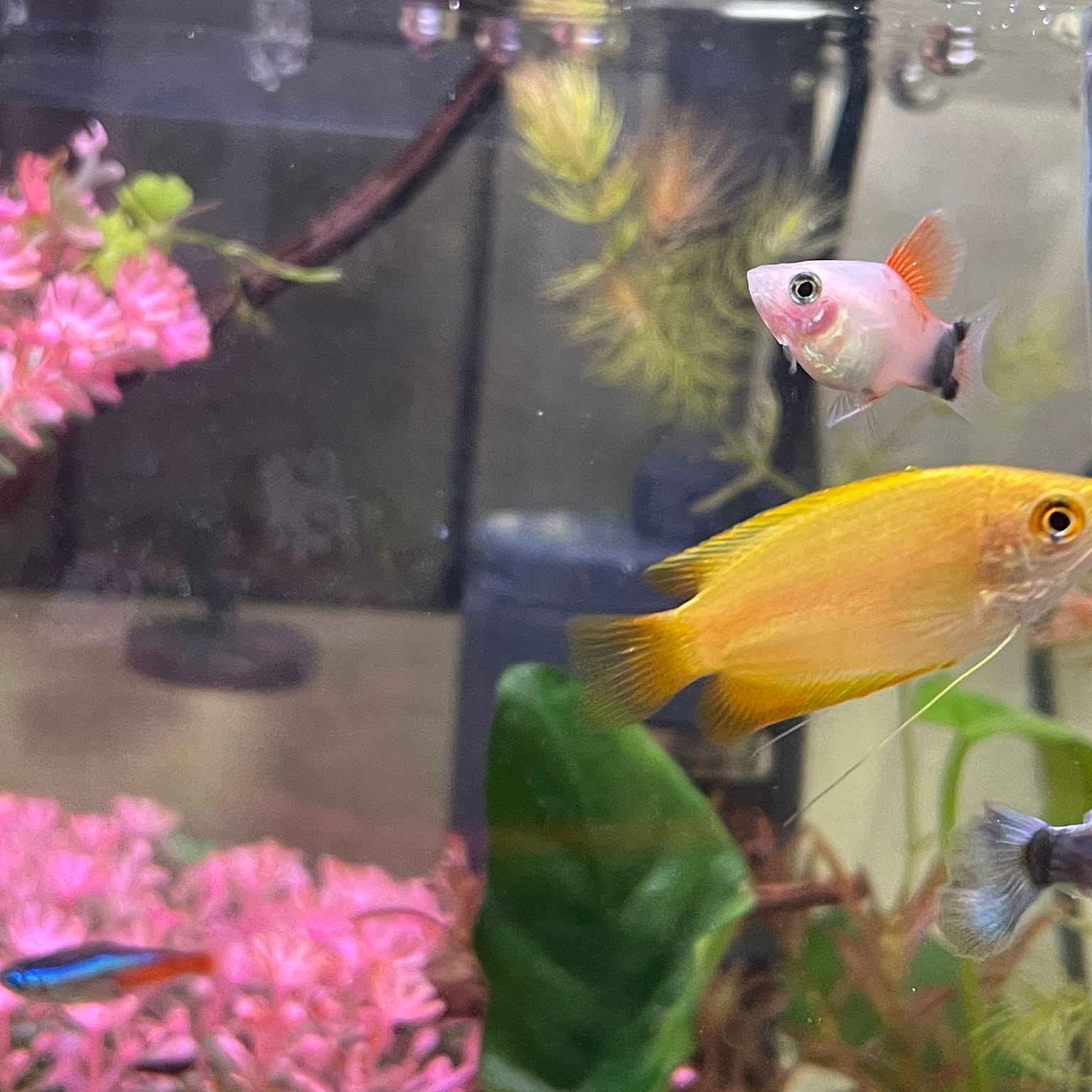 癒しの水景/ハイフィンミッキーマウスプラティ/熱帯魚/癒しの水槽