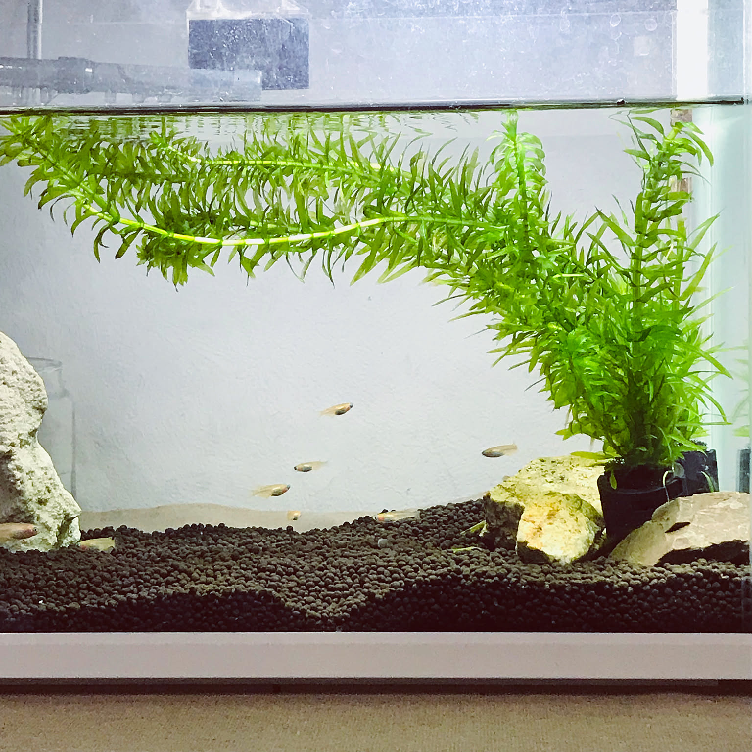 古い水槽　アクアリウム　アルナ　古道具　アンティーク　シャビー　メダカ　使用可能 古い水槽 アクアリウム アルナ 古道具 アンティーク シャビー