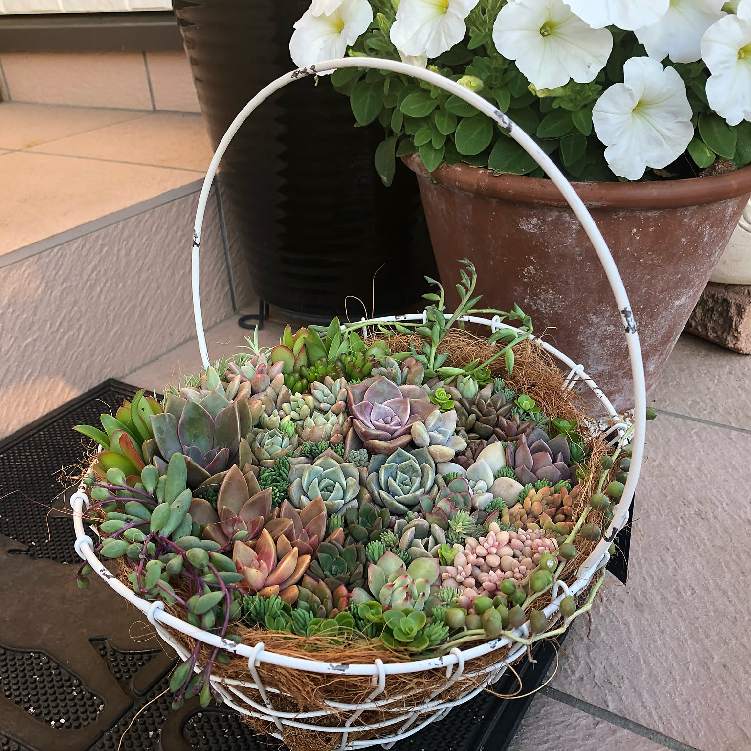 多肉植物のある暮らし バスケット寄せ植えのおすすめ商品とおしゃれな