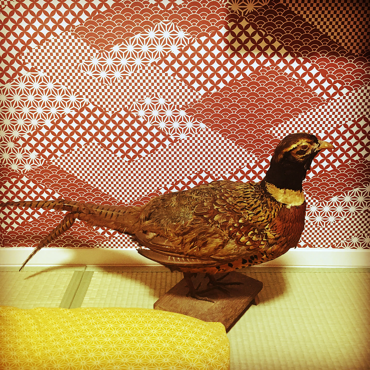 野鳥の剥製 置物 壁掛け 飾り ヤマドリ オス （奉納 鎧飾り 1/5