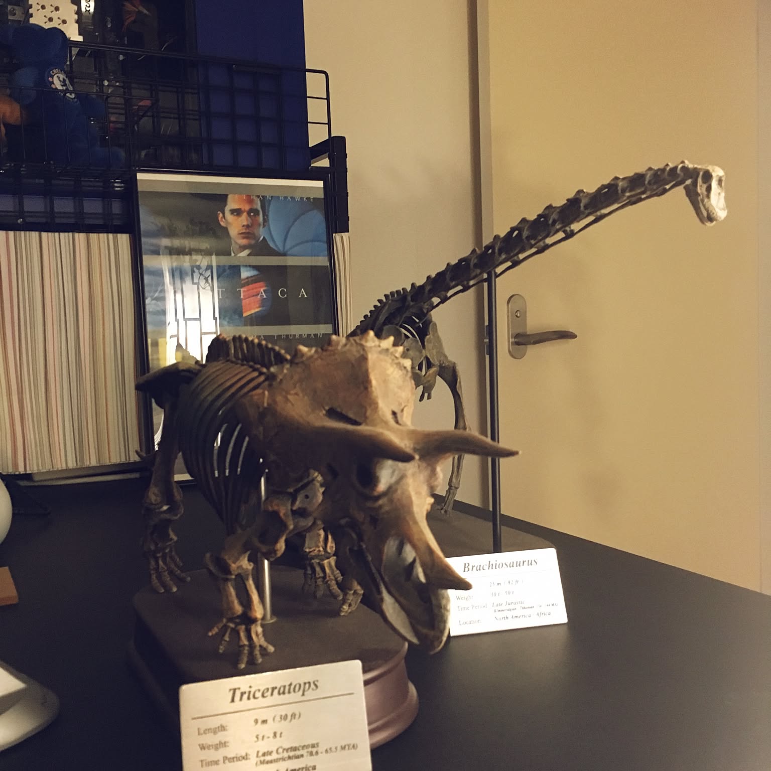 骨格標本のインテリア実例 ｜ RoomClip（ルームクリップ）