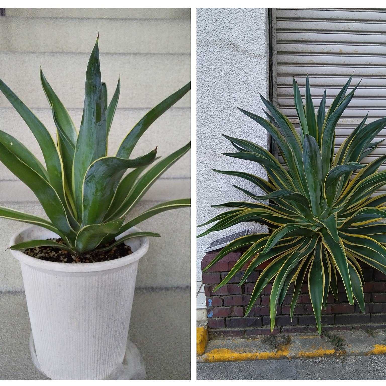 アガベベネズエラのインテリア実例 ｜ RoomClip（ルームクリップ）