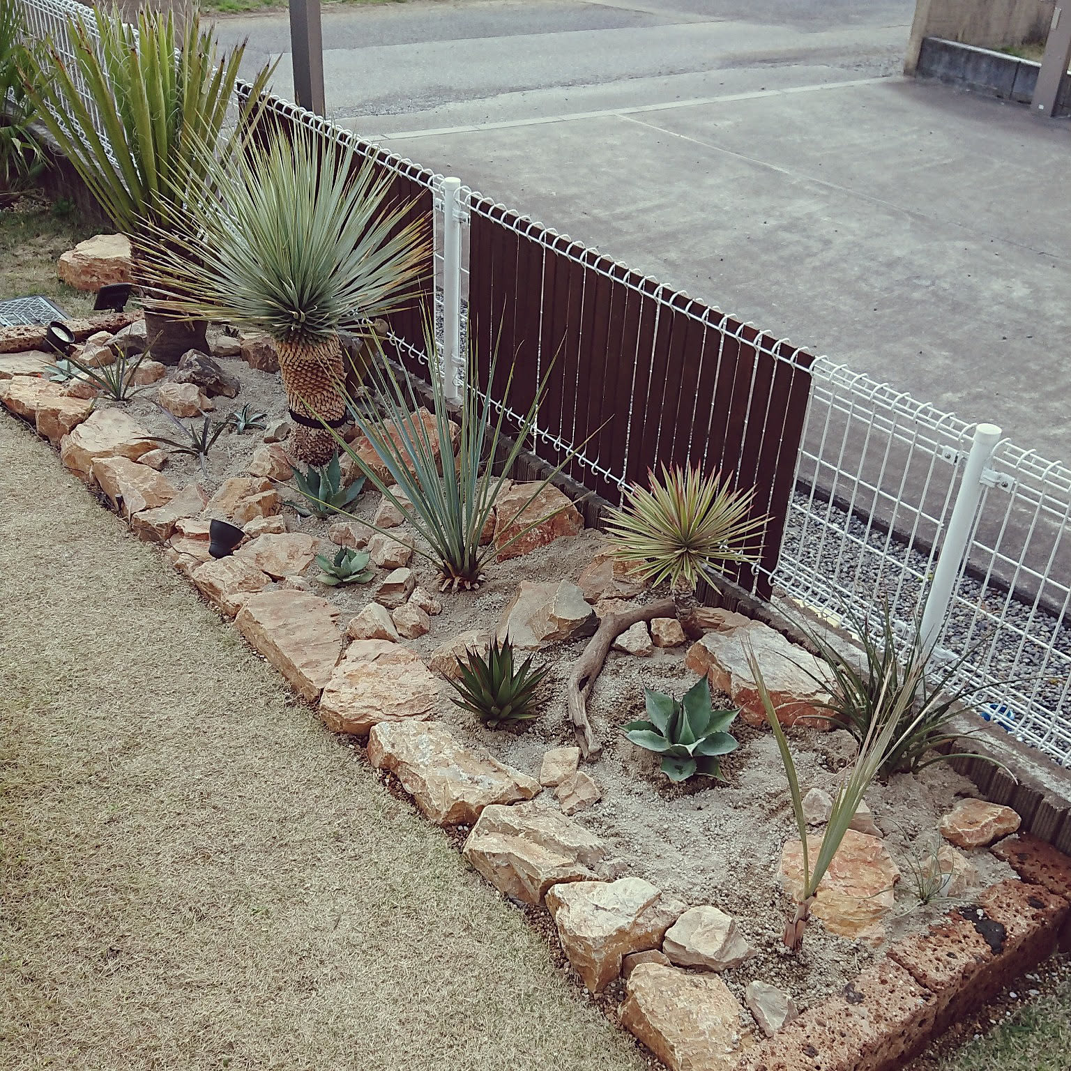 ドライガーデン ユッカアロイフォリアのインテリア実例 ｜ RoomClip