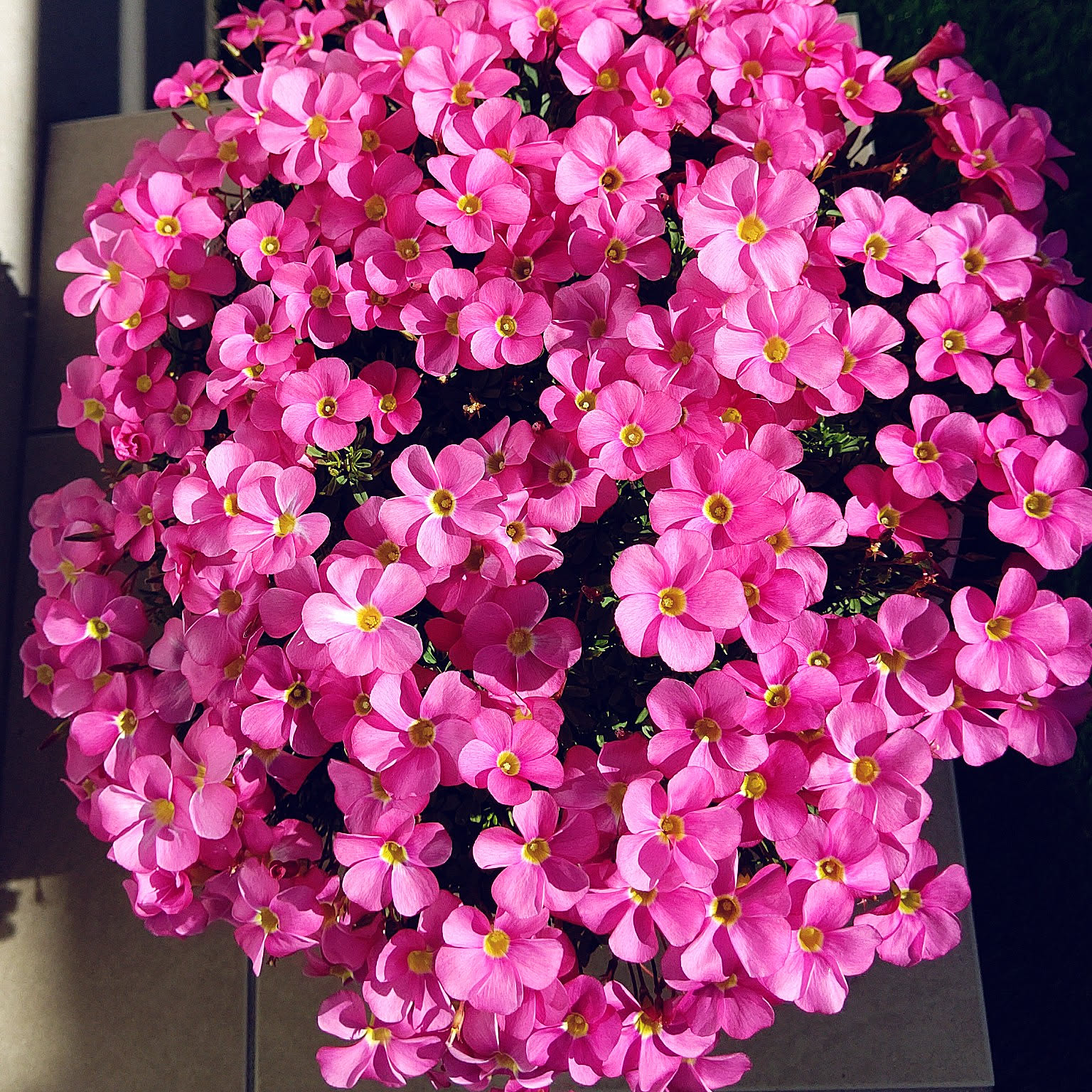 オキザリス　桃の輝き オキザリス桃の輝きのインテリア実例 ｜ RoomClip（ルームクリップ）