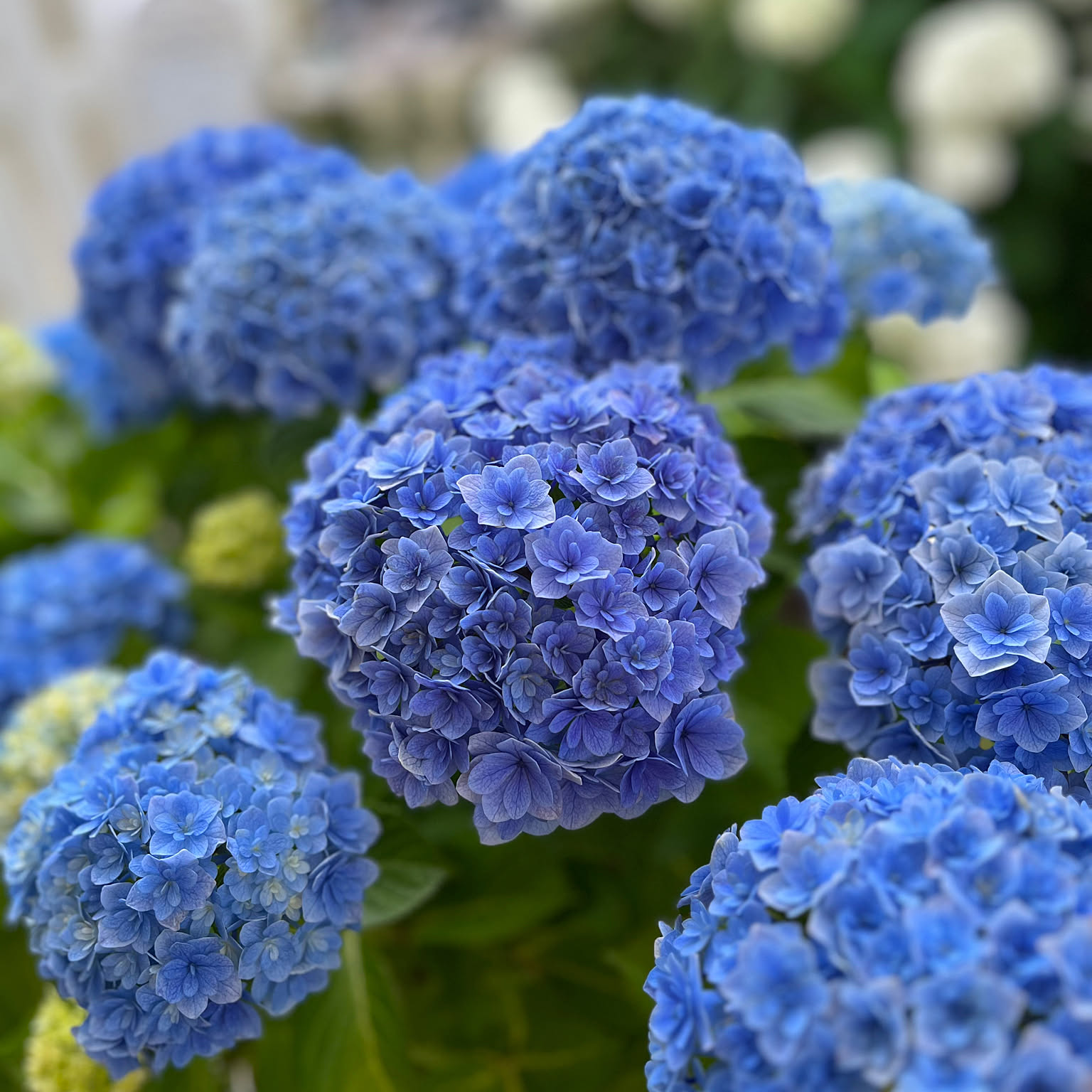 紫陽花さま専用 紫陽花【シルクサファイア】開花株 化粧箱発送 色の変化楽しめる