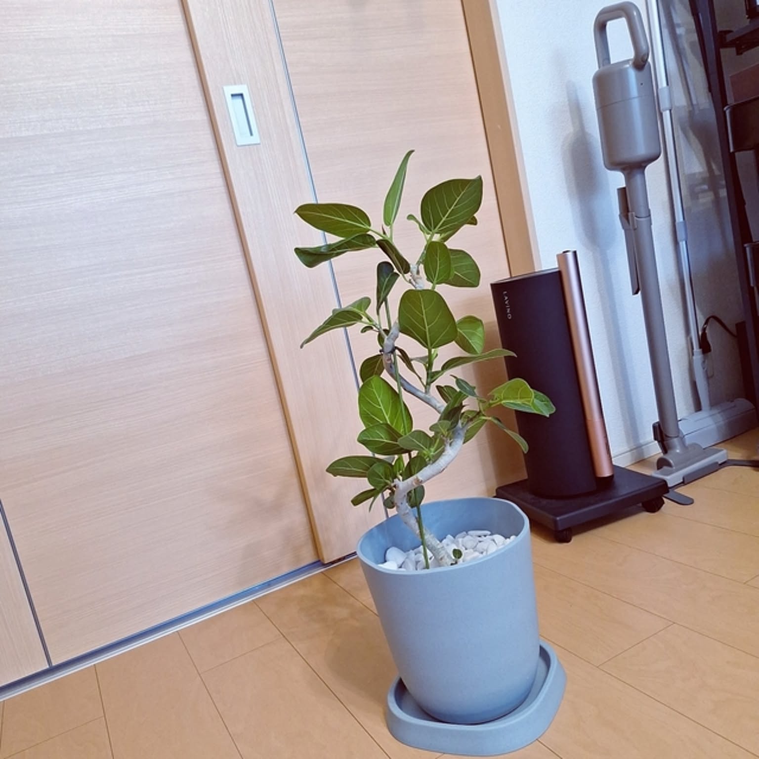 観葉植物 曲がりゴムの木のおすすめ商品とおしゃれな実例