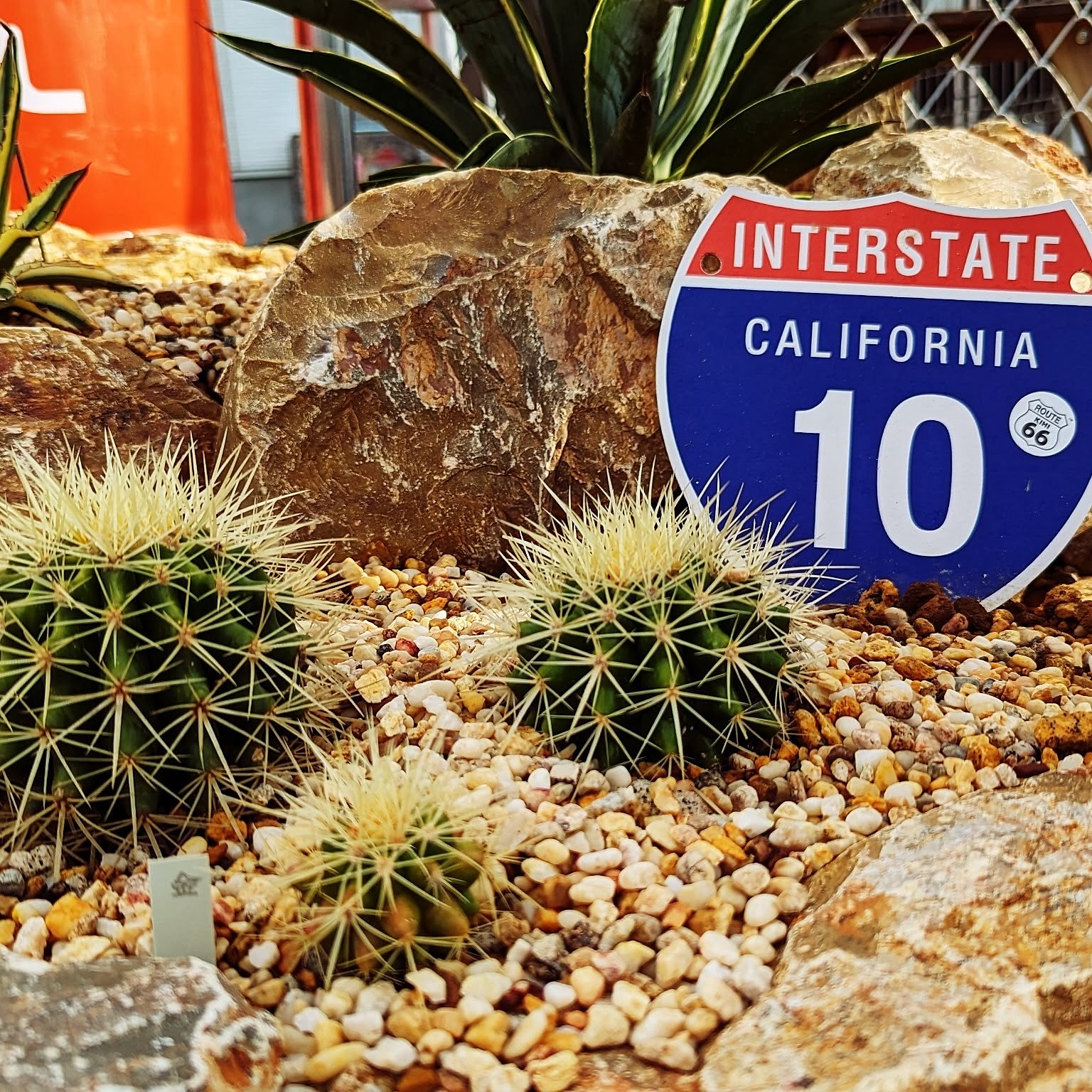 金鯱　キンシャチ12号　専用BOX ロックガーデン⭐︎freeストック⭐︎即購入可能 金鯱 キンシャチ12号 専用BOX ロックガーデン⭐︎freeストック