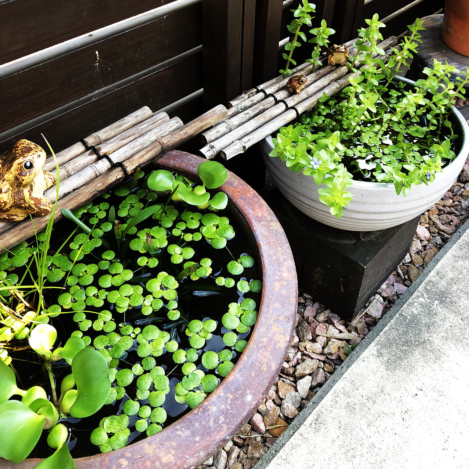 玄関/入り口/カエル/睡蓮鉢/メダカ/ビオトープなどのインテリア実例