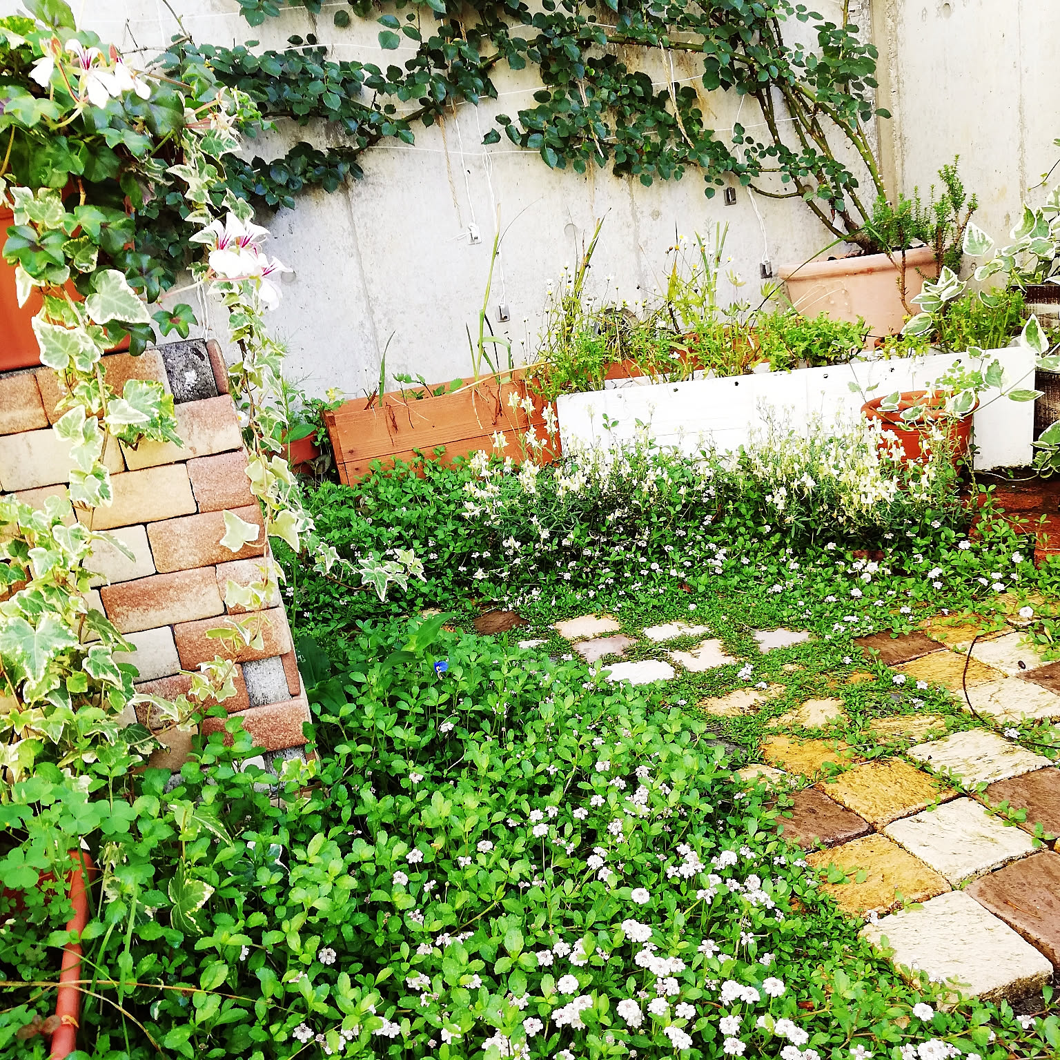 ᵔᴥᵔ)苗♡ヒメイワダレソウ♡可愛いお庭♡グランドカバー♡芝生