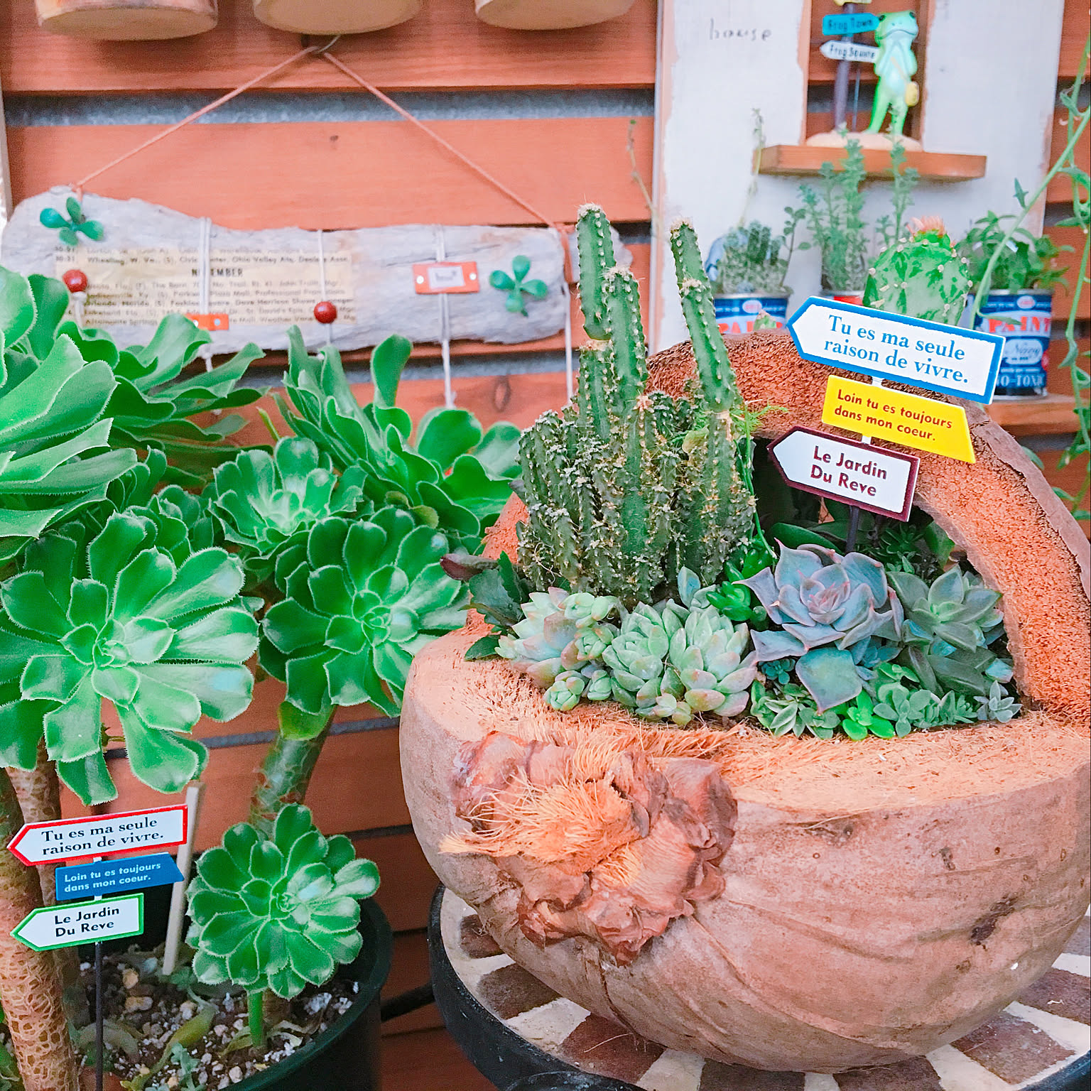 寄せ植え ヤシの実のインテリア実例 ｜ RoomClip（ルームクリップ）