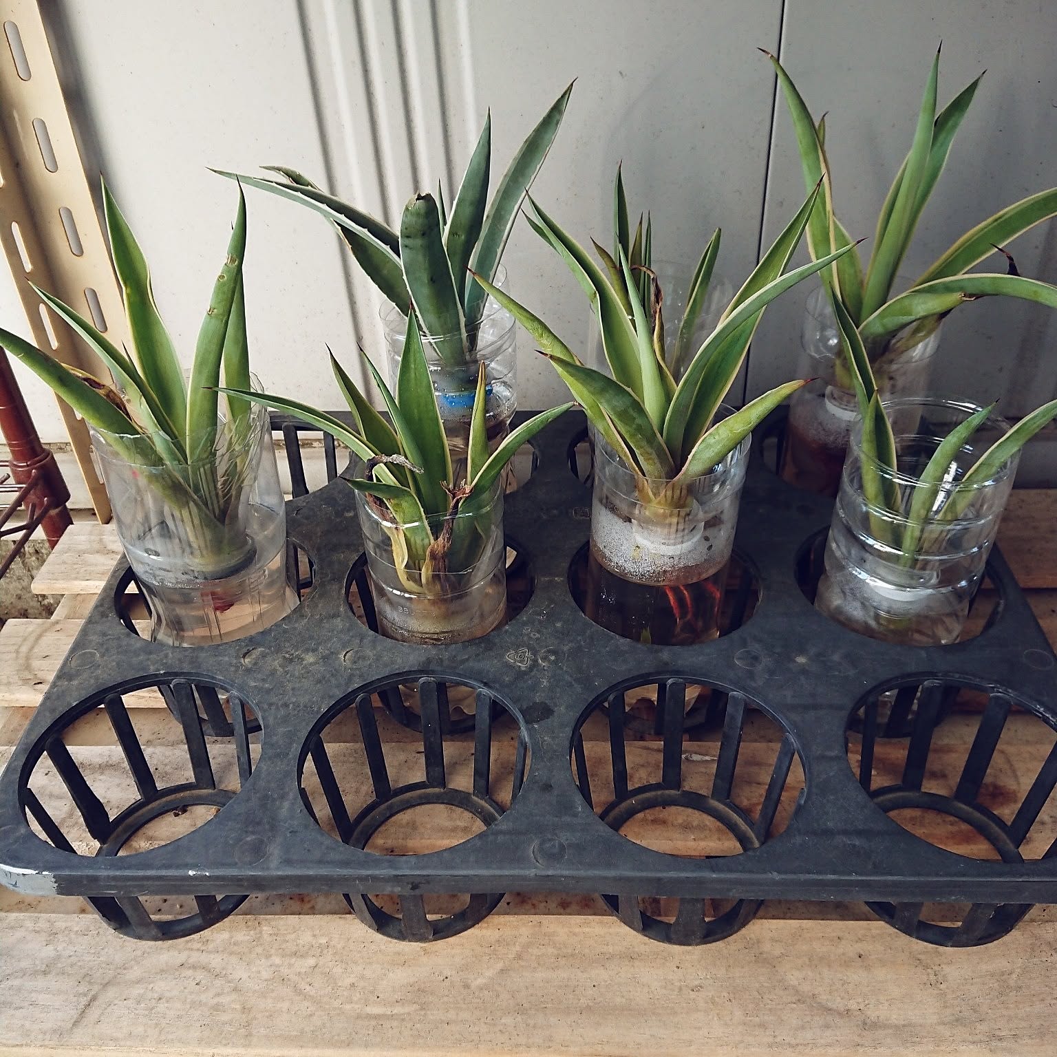 植物・ランタンなどのテーブル アガベ 塊根植物 LIM IRON CRAFTのmini