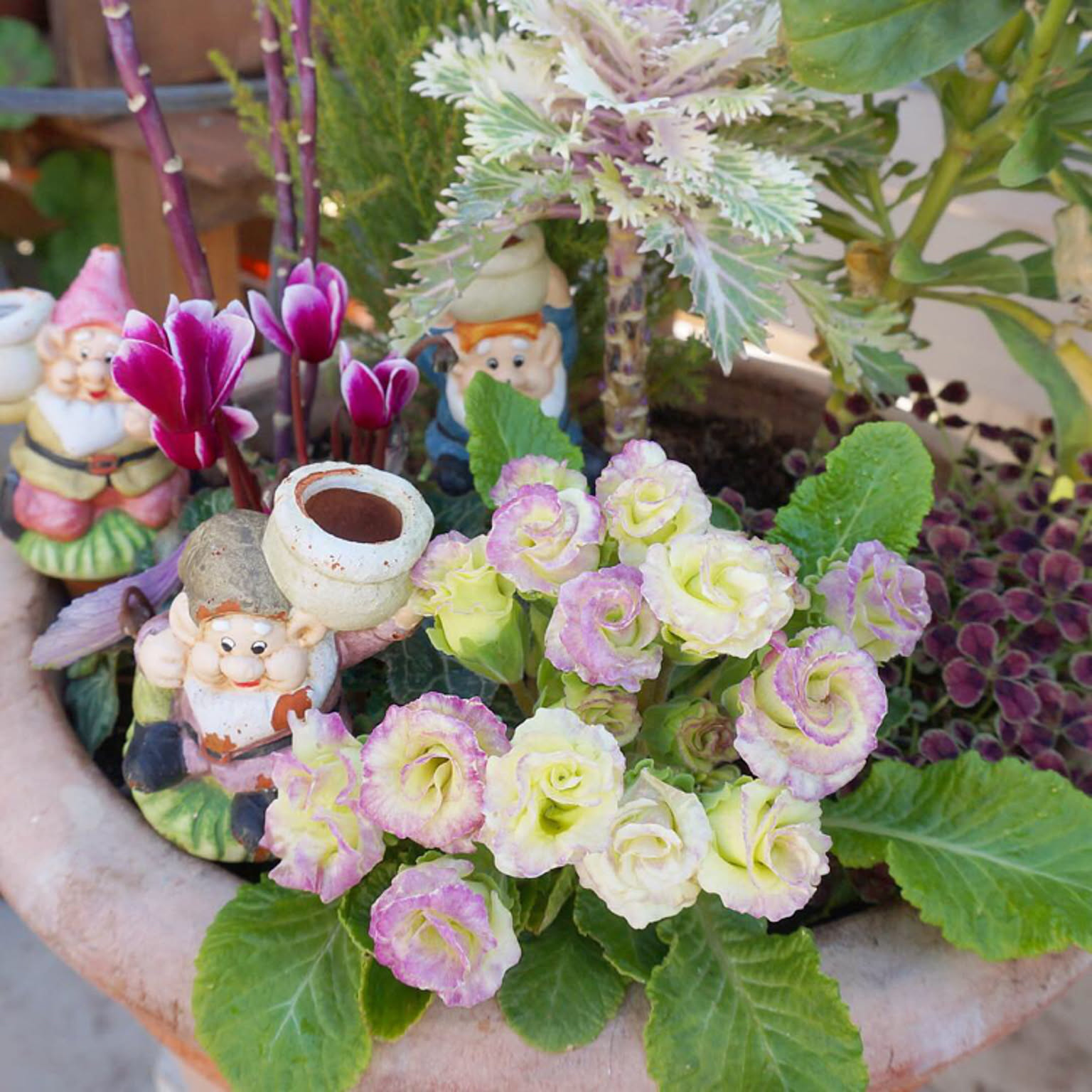 ☆sweetbasket☆季節のお花☆葉牡丹とシクラメンの寄せ植え☆ SALE 心に寄り添う寄せ植え 大人かわいい ミニ葉牡丹 最高峰の苗