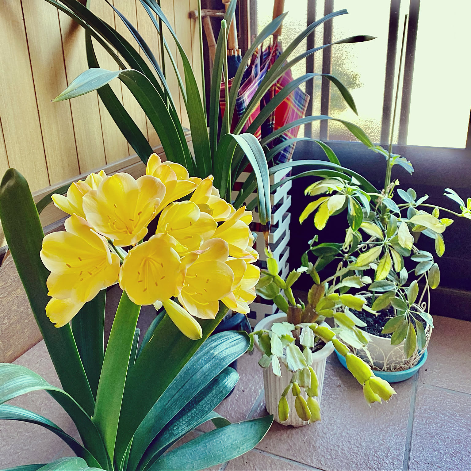 君子蘭のインテリア実例 ｜ RoomClip（ルームクリップ）