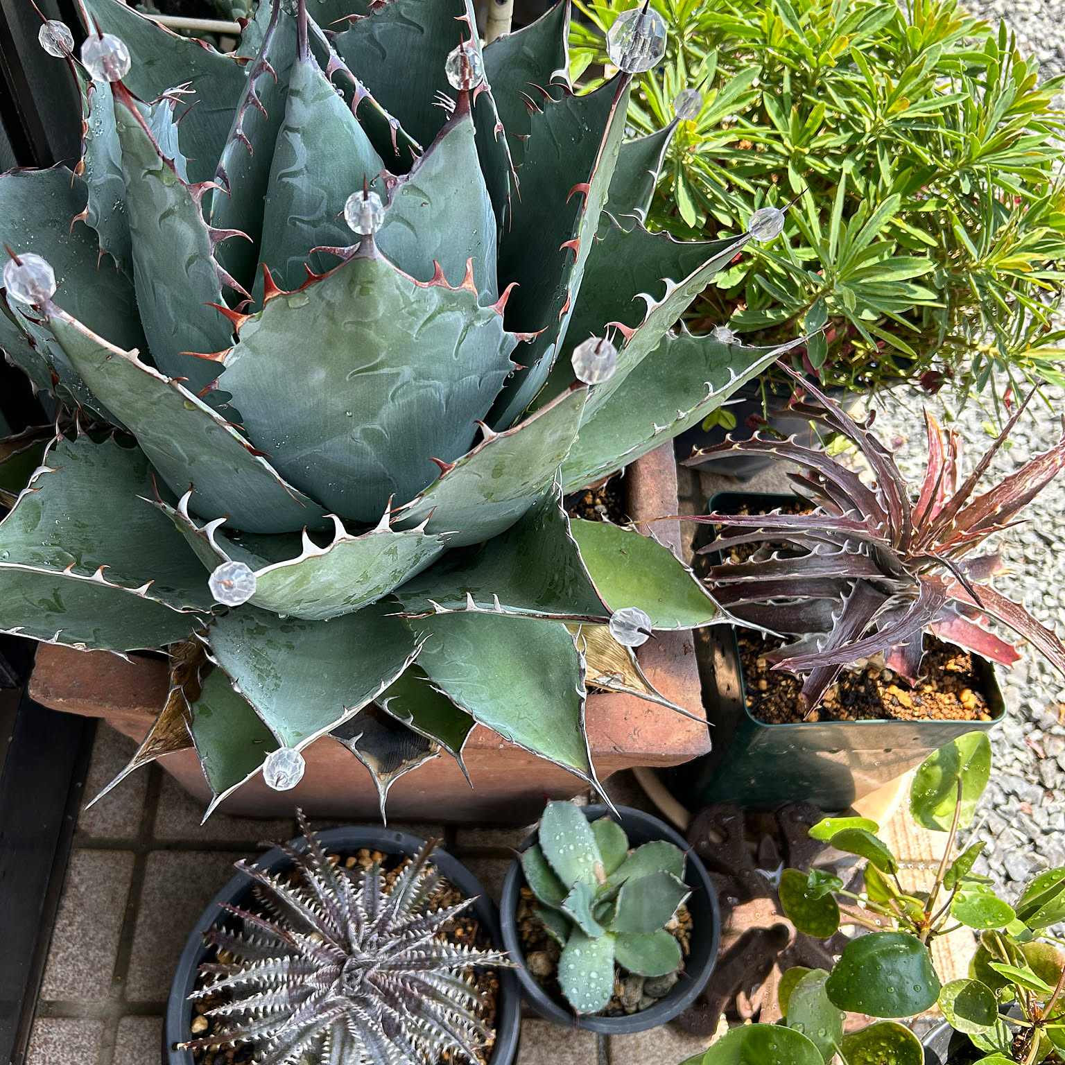 玄関/入り口/ディッキア/アガベ/庭のインテリア実例 - 2024-05-30 18