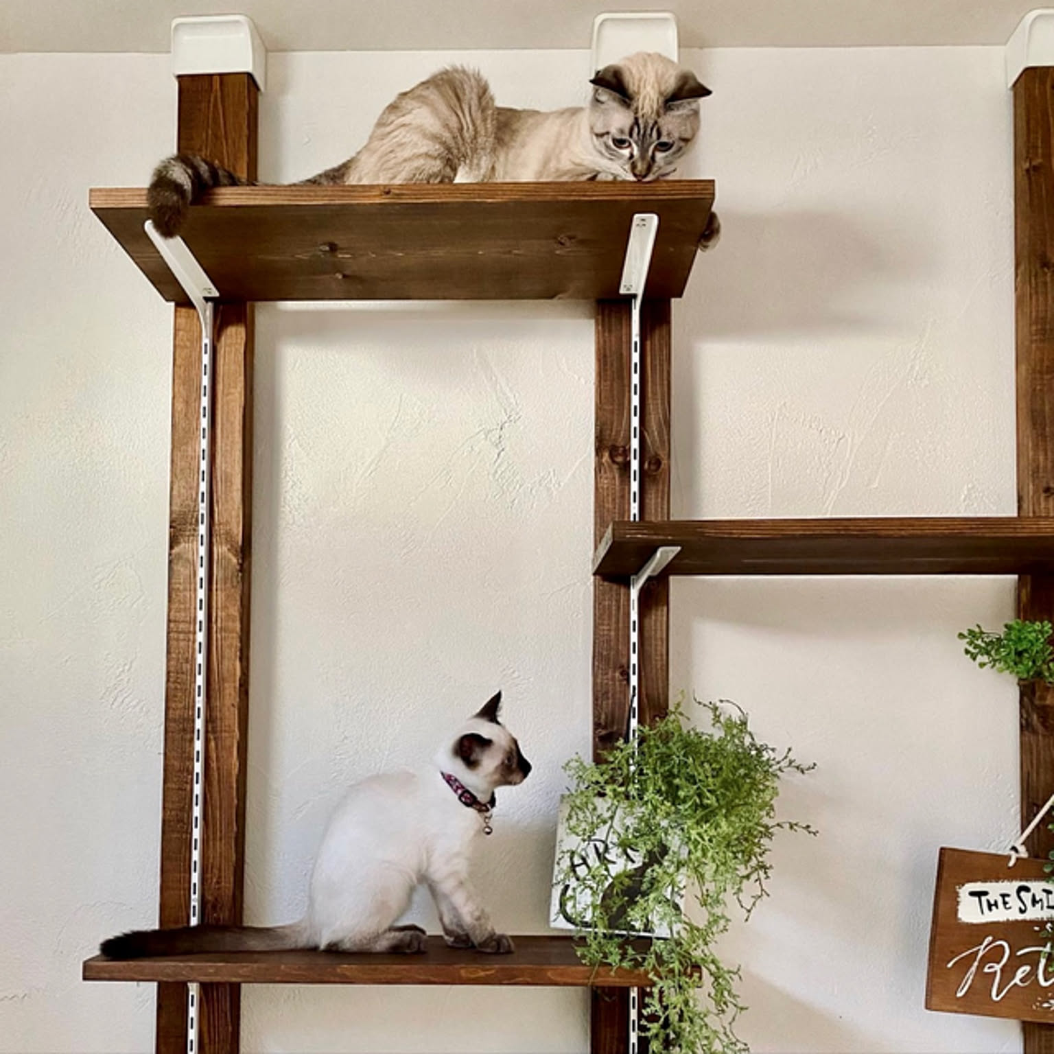 楽天市場】DoubleTT キャットウォーク 6つセット 猫用 キャット