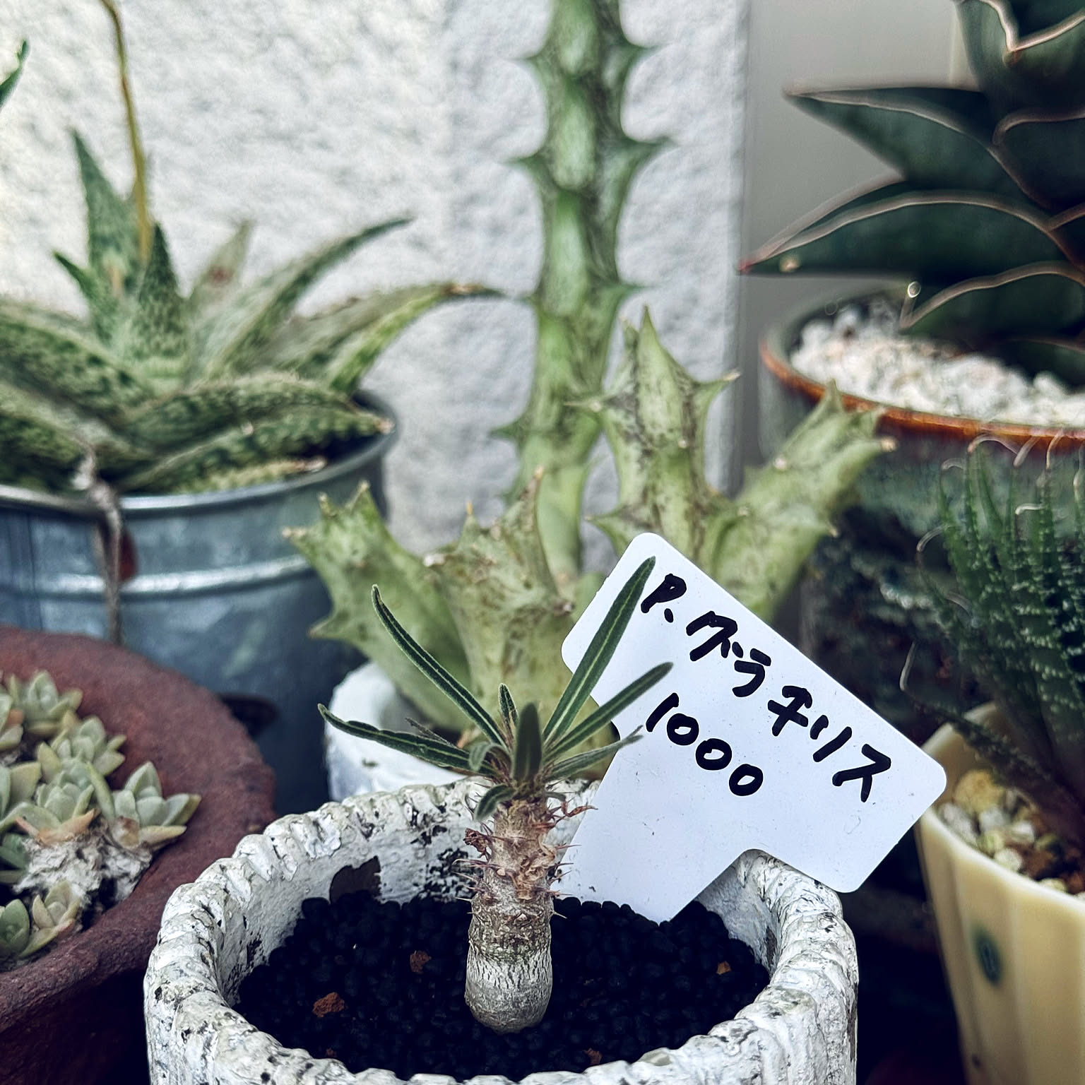 机/塊根植物初心者/パキポキグラデウス/高校生が育てた苗