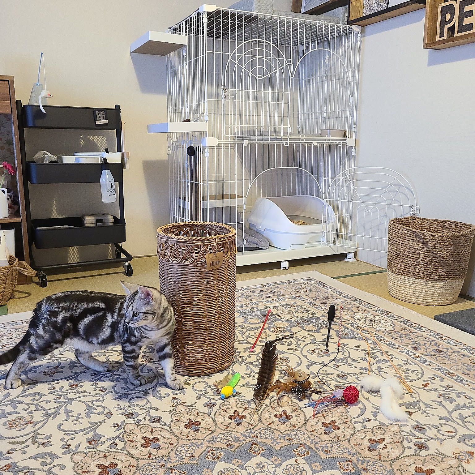 猫のオモチャ収納のアイデア・おすすめ商品・おしゃれな実例