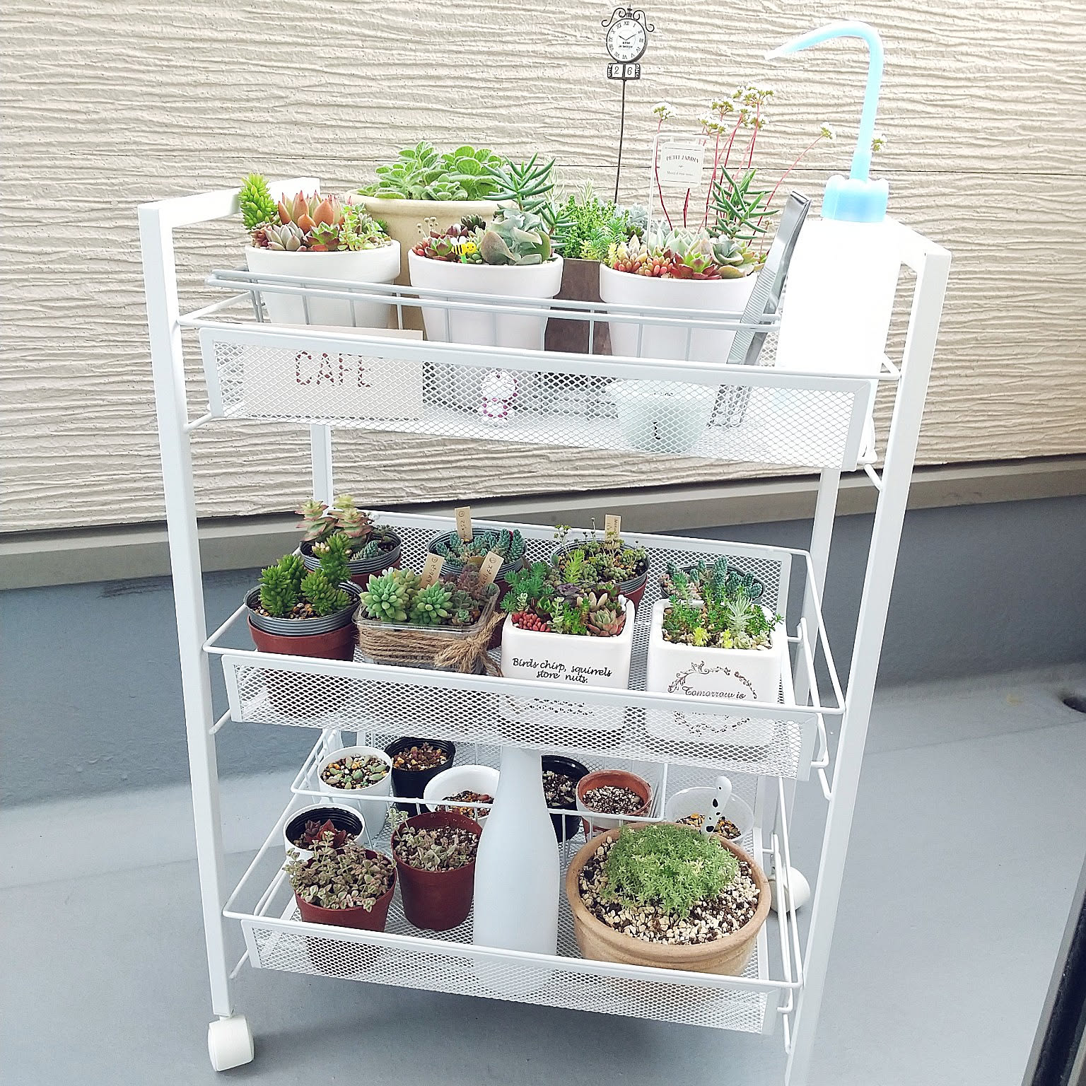 棚/多肉植物/セダム/多肉ちゃん/多肉植物寄せ植えなどの