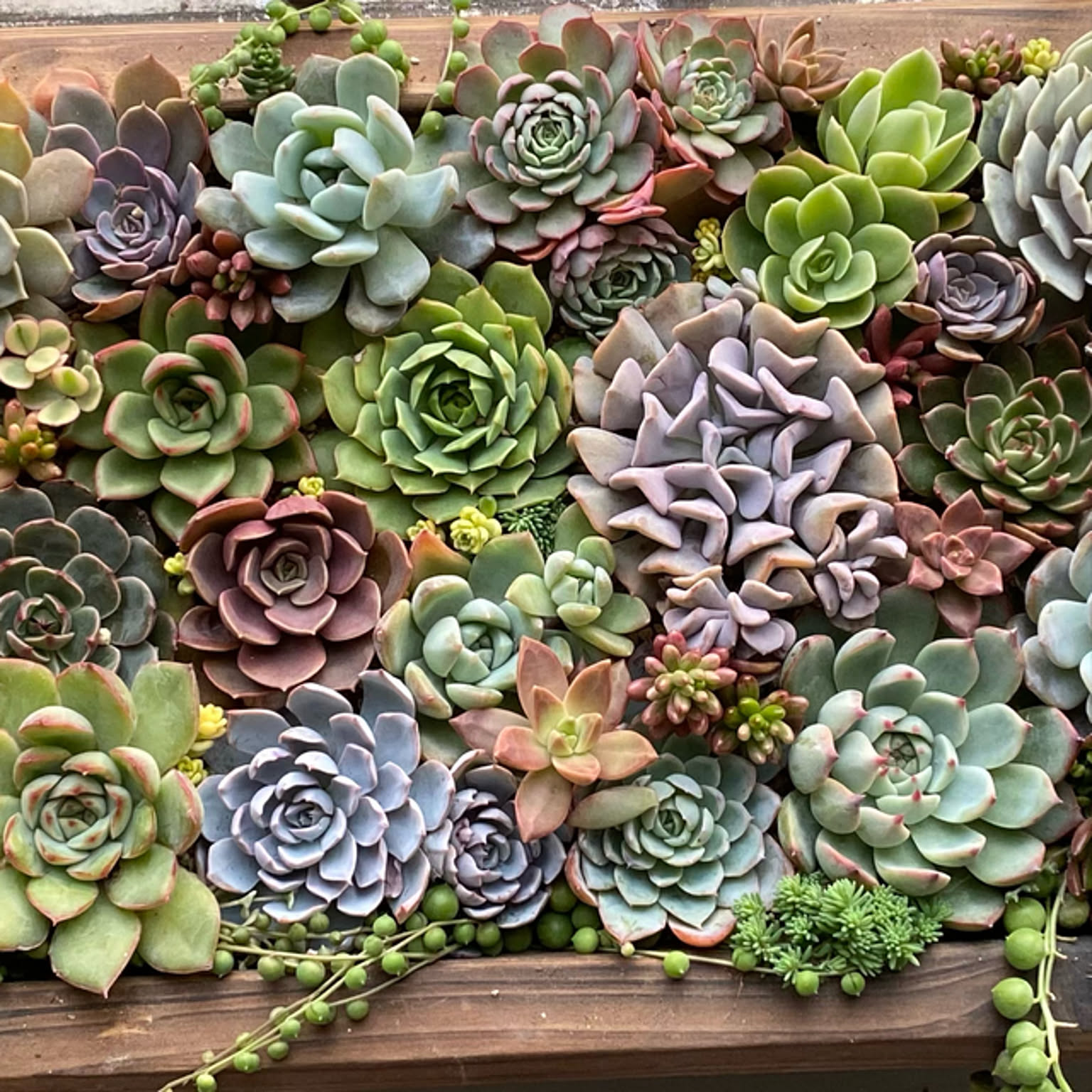 紅葉する多肉/多肉植物のある暮らし/多肉寄せ植え/はなのある暮らし