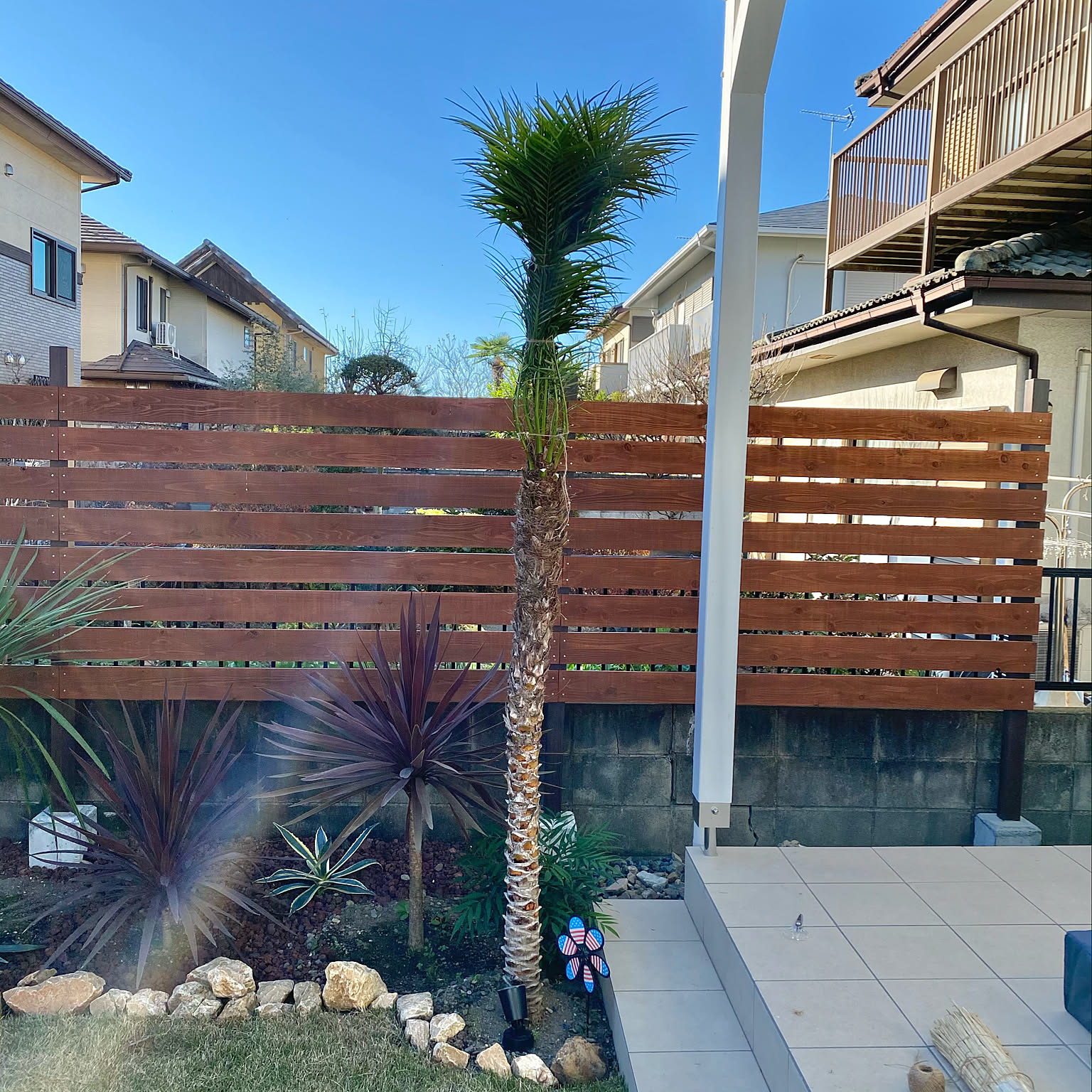 おまけ付き♪ ②番　極太　フェニックスロベレニー　ロベ　ロックガーデン おまけ付き♪ ②番 極太 フェニックスロベレニー ロベ ロック