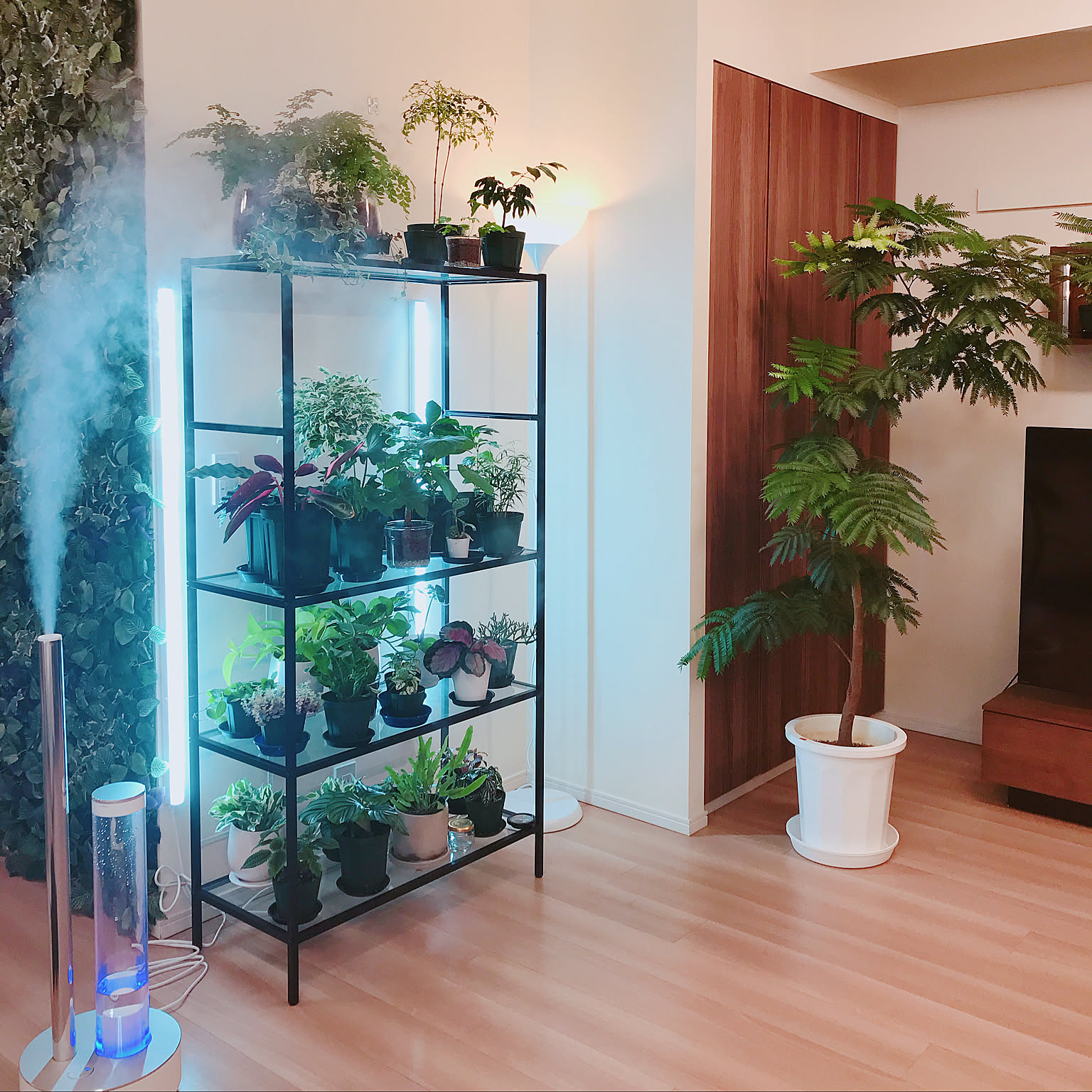 【激安大特価！】 観葉植物のある暮らしのおすすめ商品とおしゃれな実例 ｜ 1531 パーカッション・打楽器