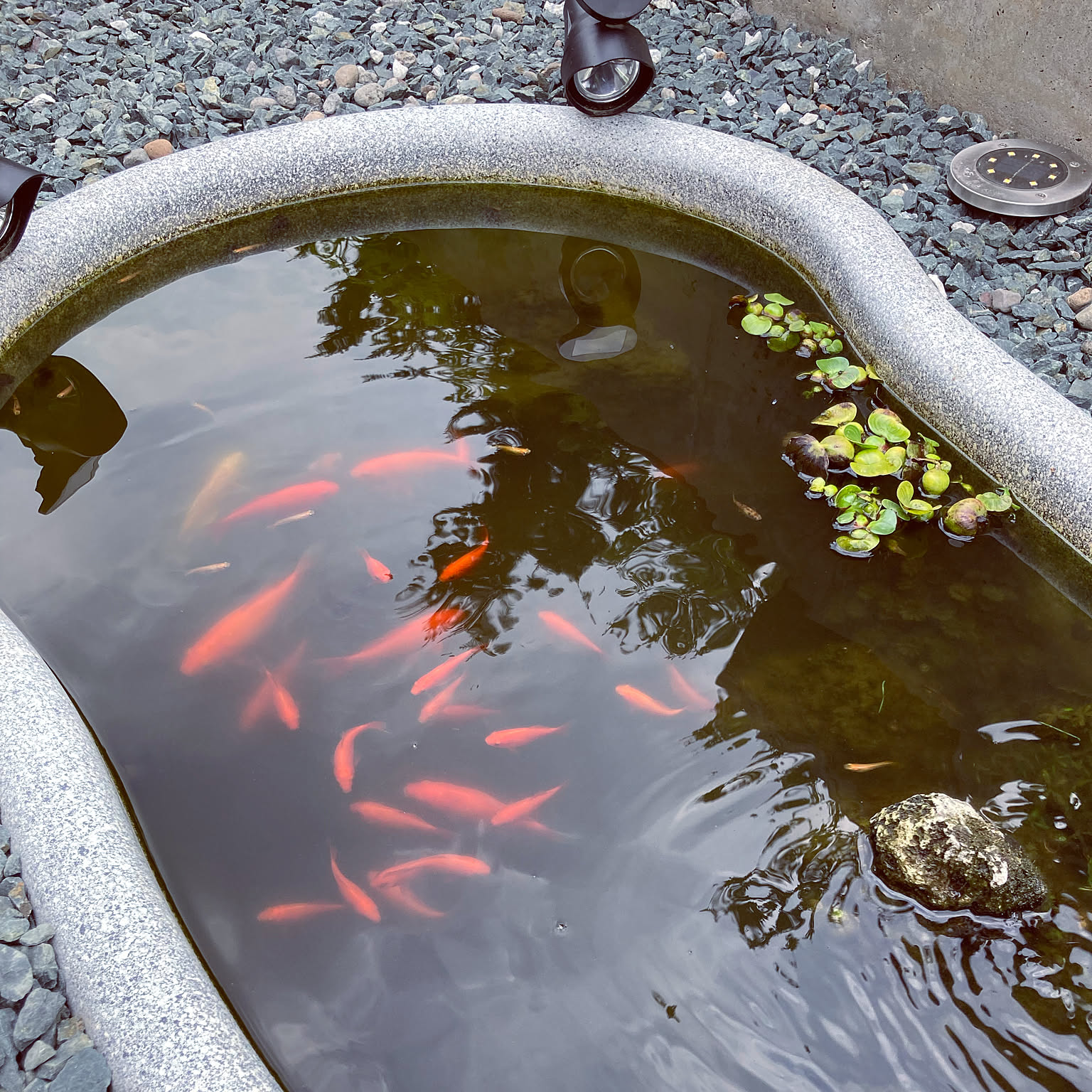 ビオトープ/メダカ/鯉/金魚/庭などのインテリア実例 - 2021-06-08 ビオトープ/メダカ/鯉/金魚/庭などのインテリア実例 - 2021-06-08