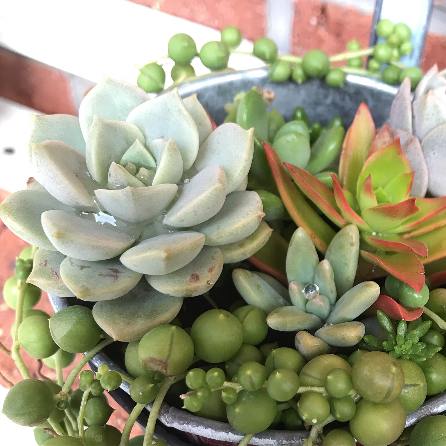 多肉植物寄せ植え 火祭りのおしゃれなアレンジ・飾り方のインテリア