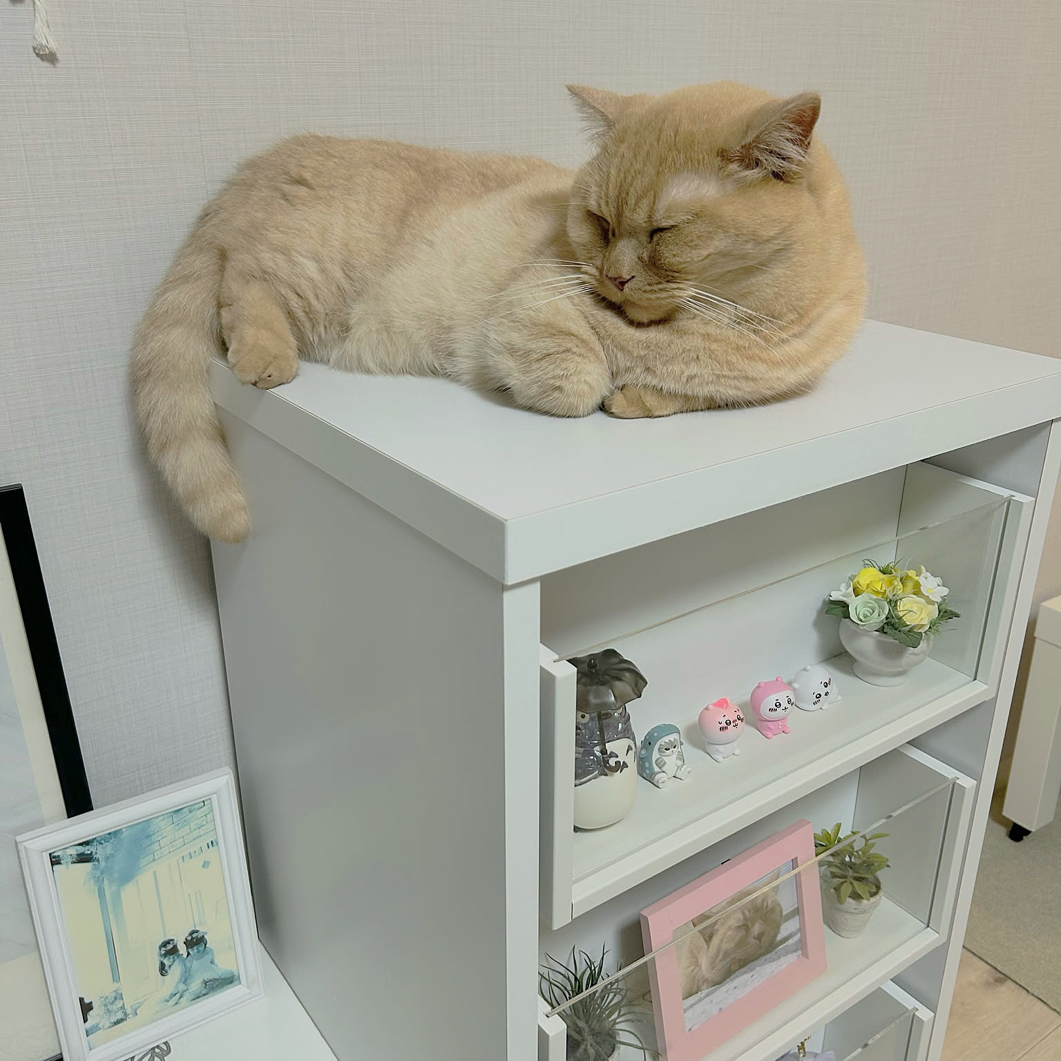 ディスプレイ棚 チェストの上のおすすめ商品とおしゃれな実例