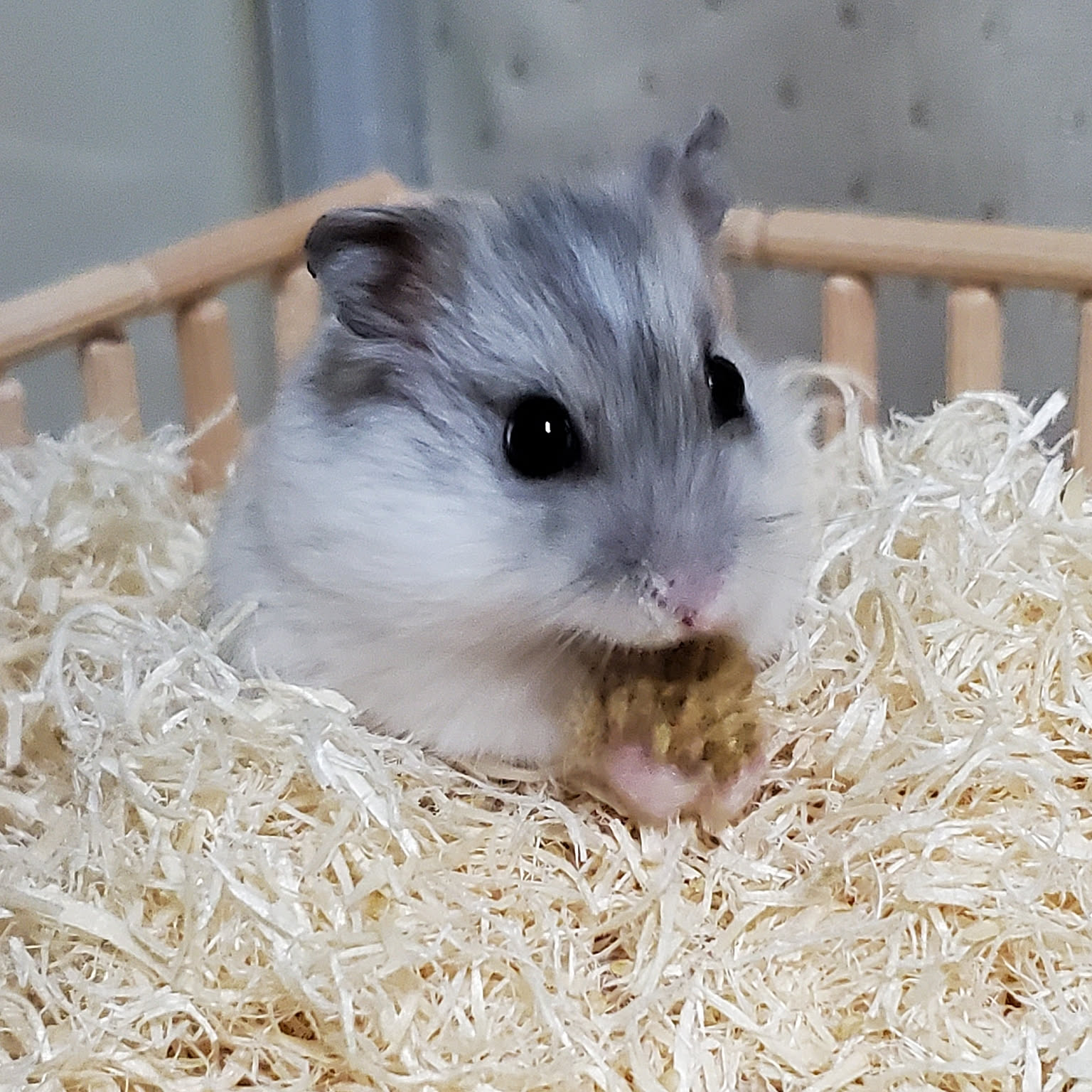 ハムスター飼ってます◡̈♥︎/ジャンガリアンハムスター